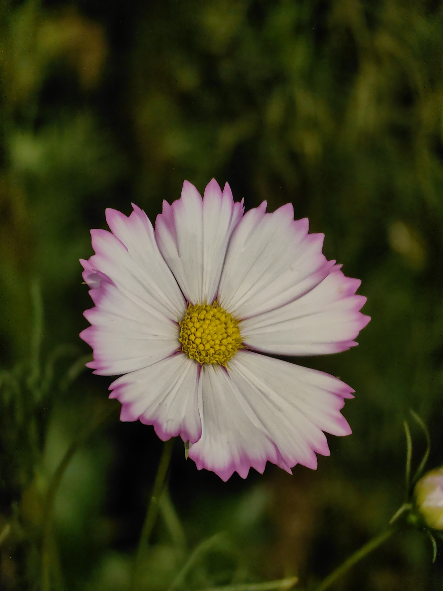 A close-up photograph depicts a single flower with white petals edged in pink. The flower has a bright yellow center. The background is a blurry mix of dark greens, suggesting foliage.