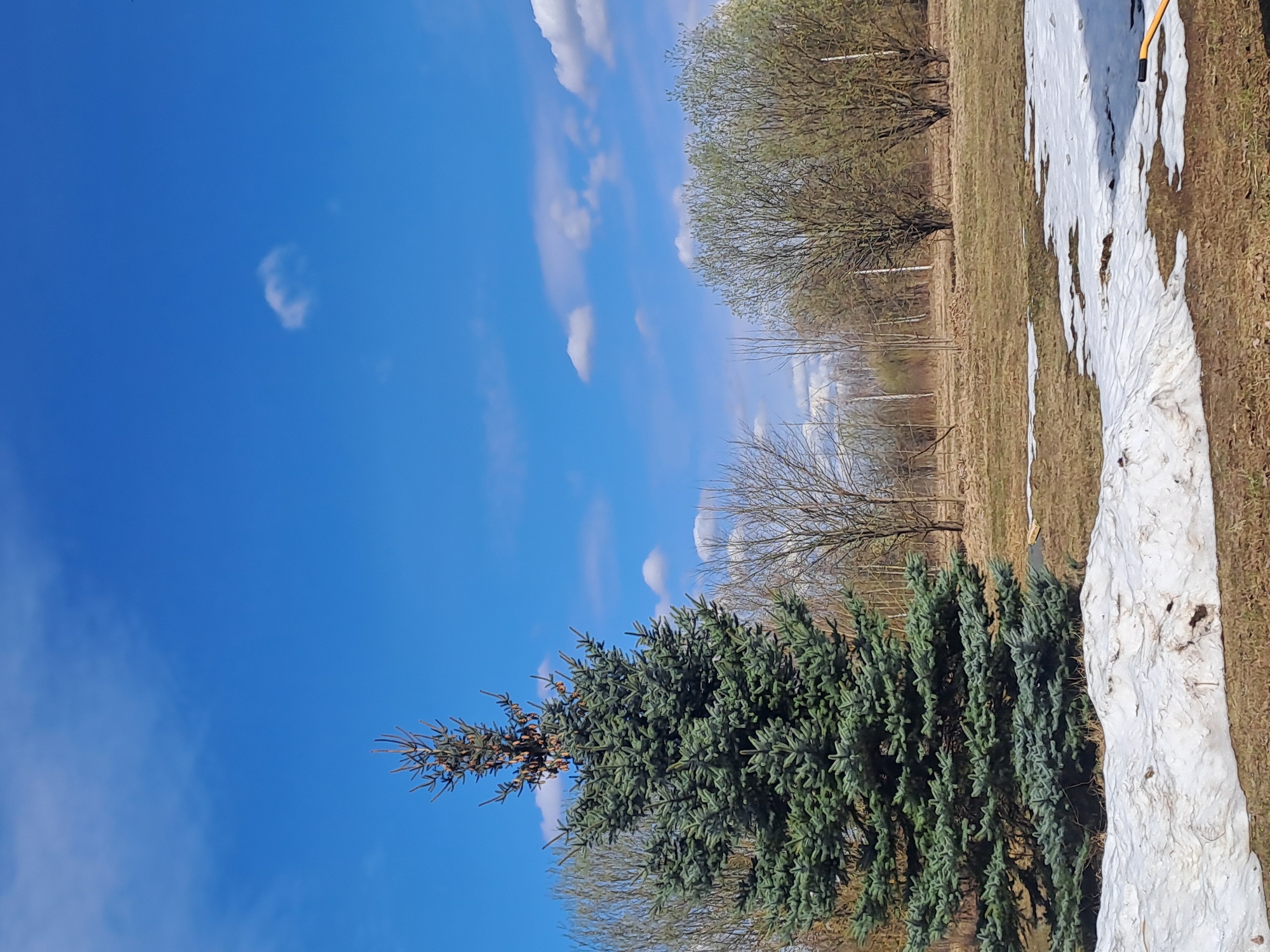 The image depicts a landscape in Ivashevo, Russia, with a bright blue sky dotted with scattered white clouds. In the foreground is a cluster of evergreen trees with dense, green foliage. Adjacent to the trees is a patch of melting snow on a grassy or dirt surface. In the background, there are deciduous trees with budding leaves, suggesting early spring. Faint bare branches from other trees are also visible. The groundcover appears to be brown and grassy, transitioning from snow-covered to exposed. The picture is taken from a low angle, with the trees obscuring the distant horizon. No people or animals are visible in the scene.