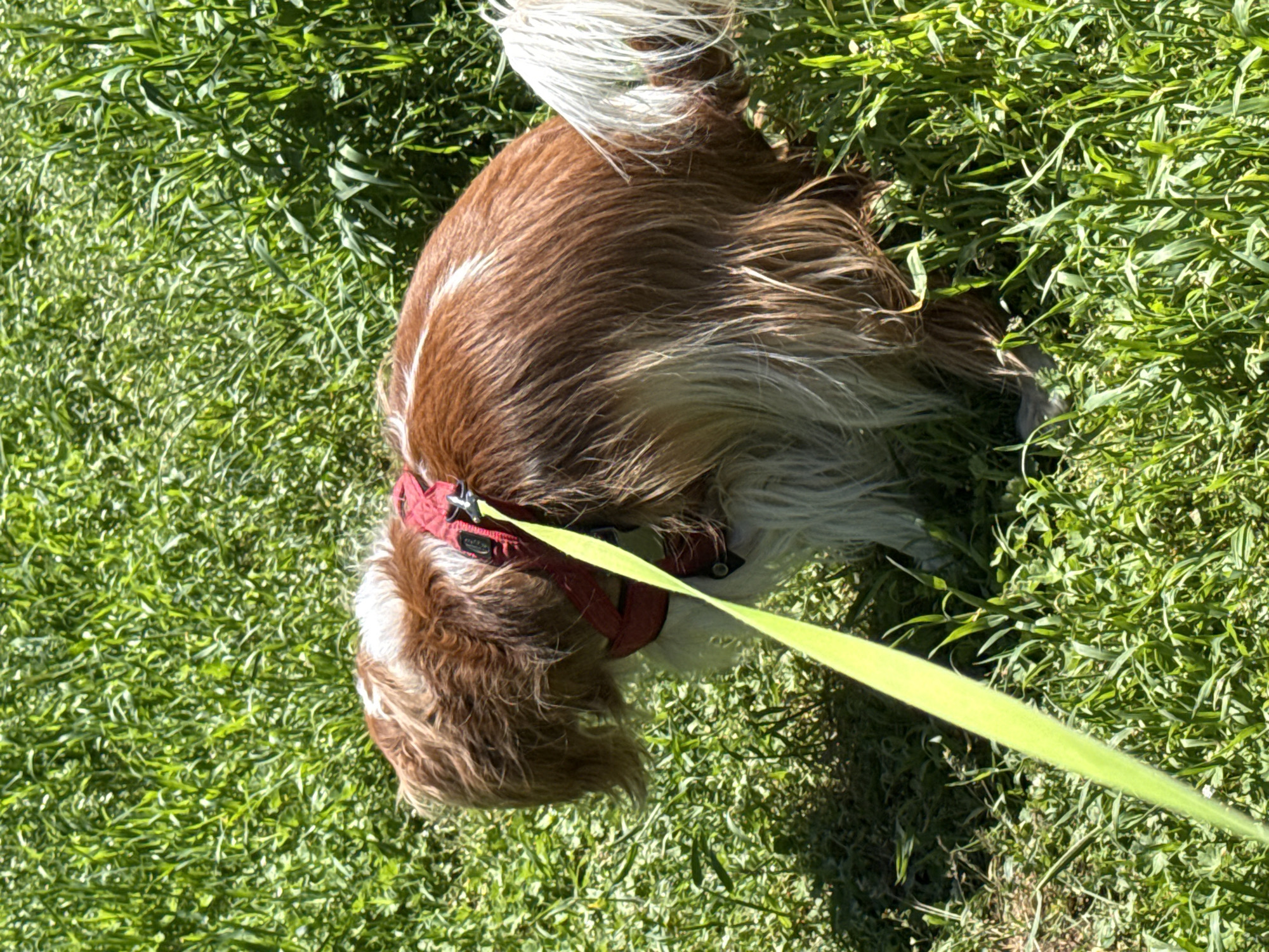 A dog with brown and white fur stands on a patch of grass, wearing a red harness and attached to a green leash. The dog is facing down, as if sniffing the ground. The location is an outdoor area with green grass, likely a park or field. The city of Sofia, Bulgaria, is not evident in the image, and cannot be verified based on the visible details.