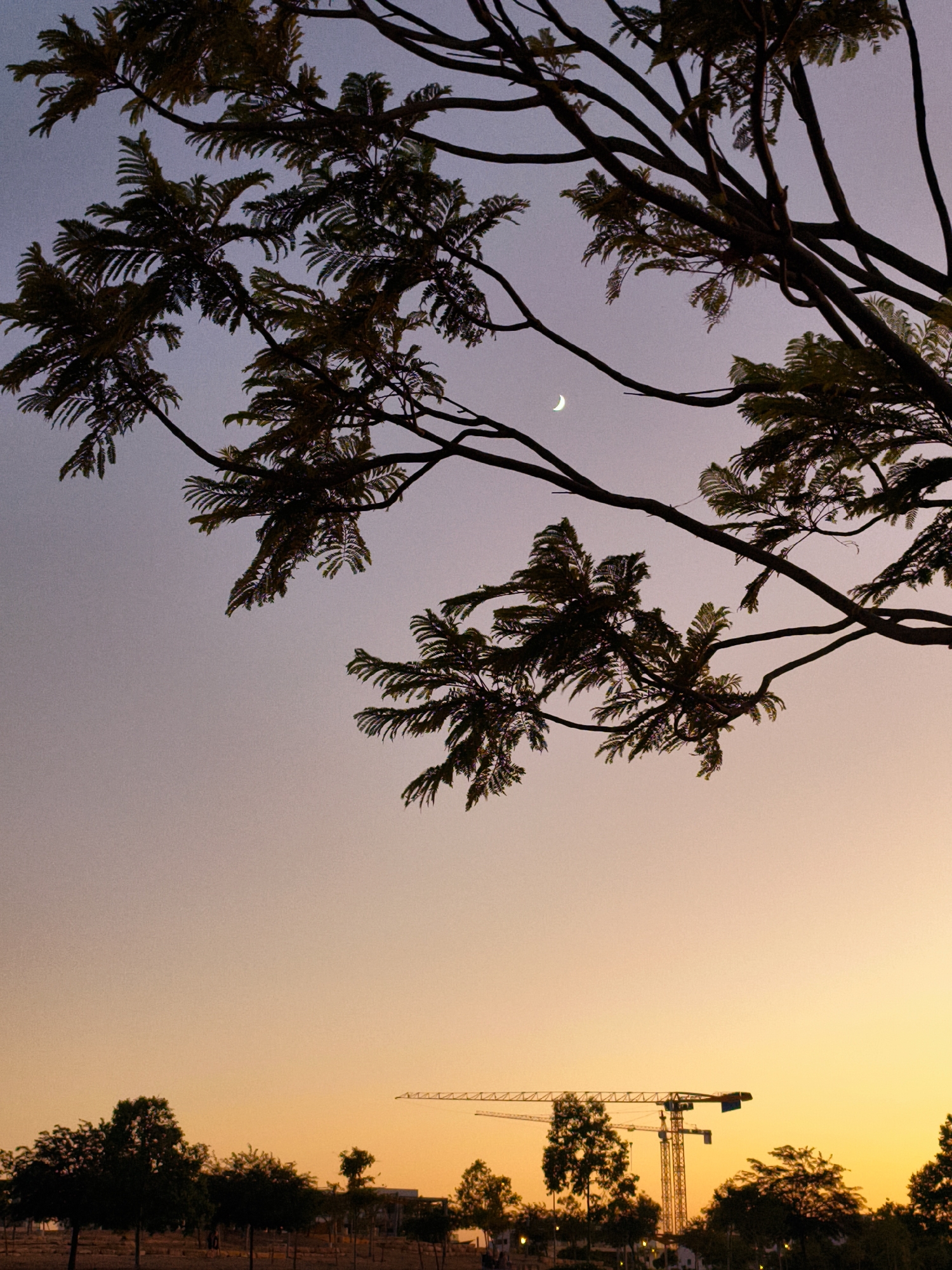 At dusk in Be'er Sheva, Israel, the silhouette of a tree with feathery leaves occupies the upper half of the frame against a gradient sky transitioning from pale purple to warm orange. A crescent moon is visible in the upper left quadrant of the sky. In the lower portion of the image, two construction cranes are silhouetted against the bright orange horizon, indicating ongoing development. A line of trees forms a dark band across the middle ground. The overall scene suggests a developing urban landscape at the end of the day.