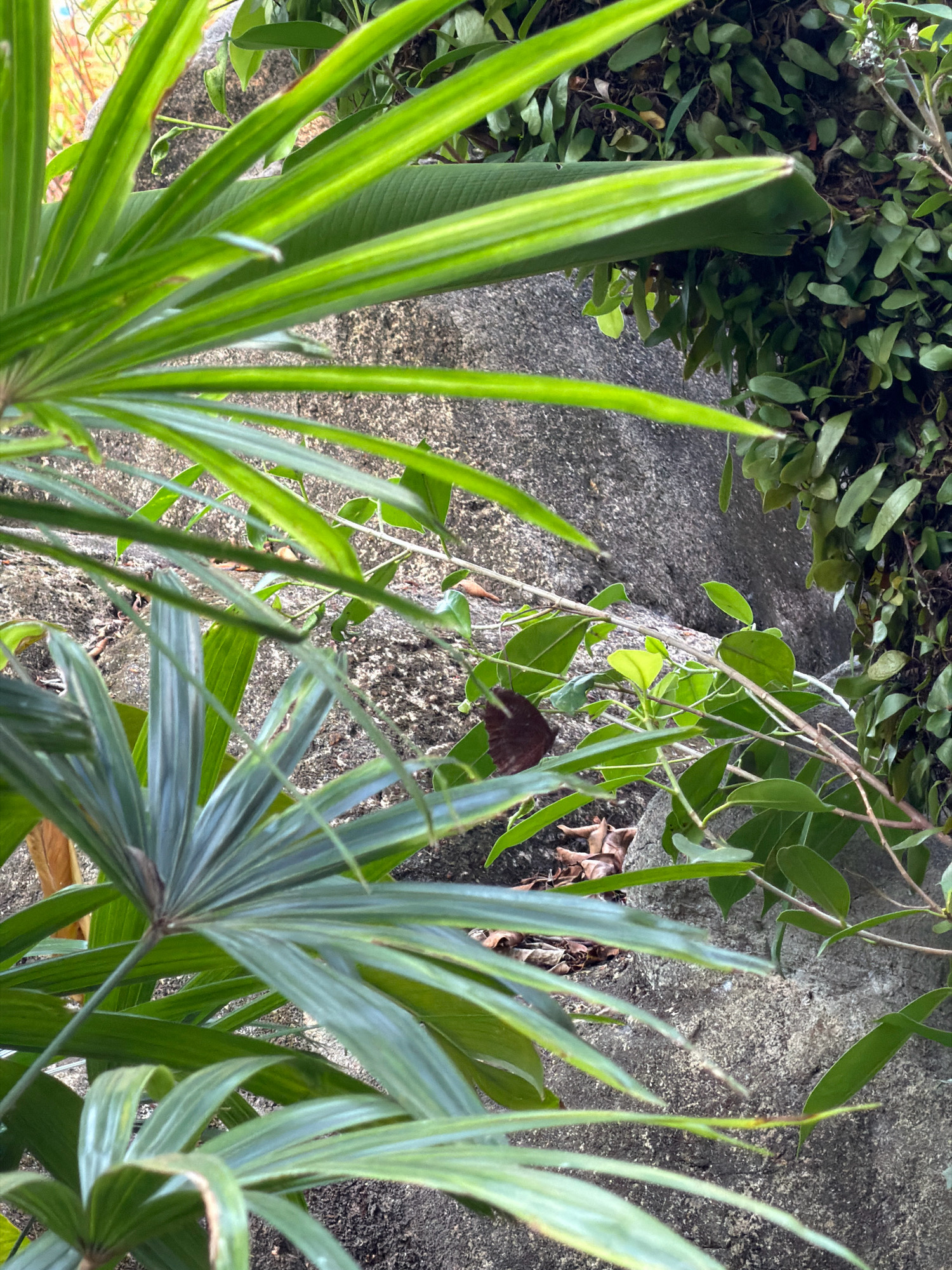 The image depicts a close-up view of lush green foliage against a textured grey rock face, with some brown, dry leaves scattered at the base of the rock. In the center of the frame, a small, dark brown butterfly is perched on a thin branch with green leaves. The foliage appears to be in a natural, outdoor setting, possibly a garden or a park. The lighting suggests it is daytime, with diffused natural light. The scene is calm and undisturbed, focusing on the intricate details of the plants, the butterfly, and the rough texture of the rock. The location in Batam, Indonesia, is not explicitly discernible from the image itself, but the presence of tropical plants and the overall environment are consistent with such a location.