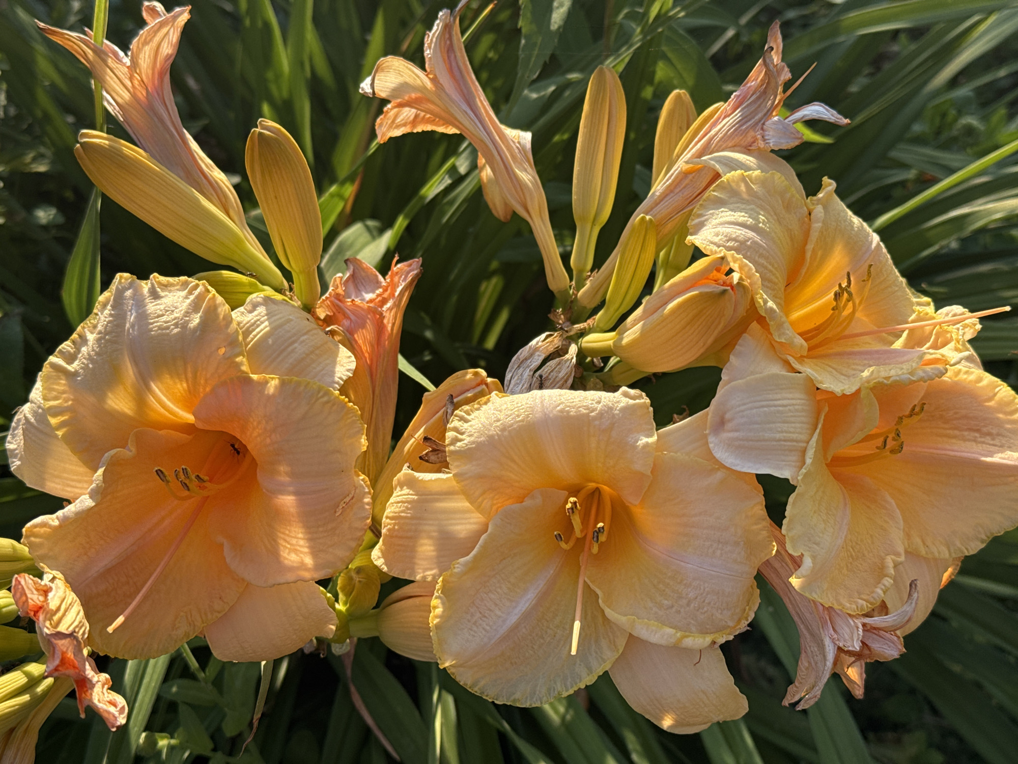 A close-up shot captures a cluster of light orange daylilies in bloom, set against a blurred background of green foliage. The flowers are the primary focus, with intricate details of their petals, stamens, and pistils visible. Some of the blossoms are fully open, showcasing their trumpet-like shape, while others are in various stages of unfurling or have begun to wilt. The lighting suggests it is either early morning or late afternoon, with warm sunlight casting soft shadows and highlighting the delicate textures of the petals. The overall impression is one of natural beauty and the ephemeral quality of flowers.