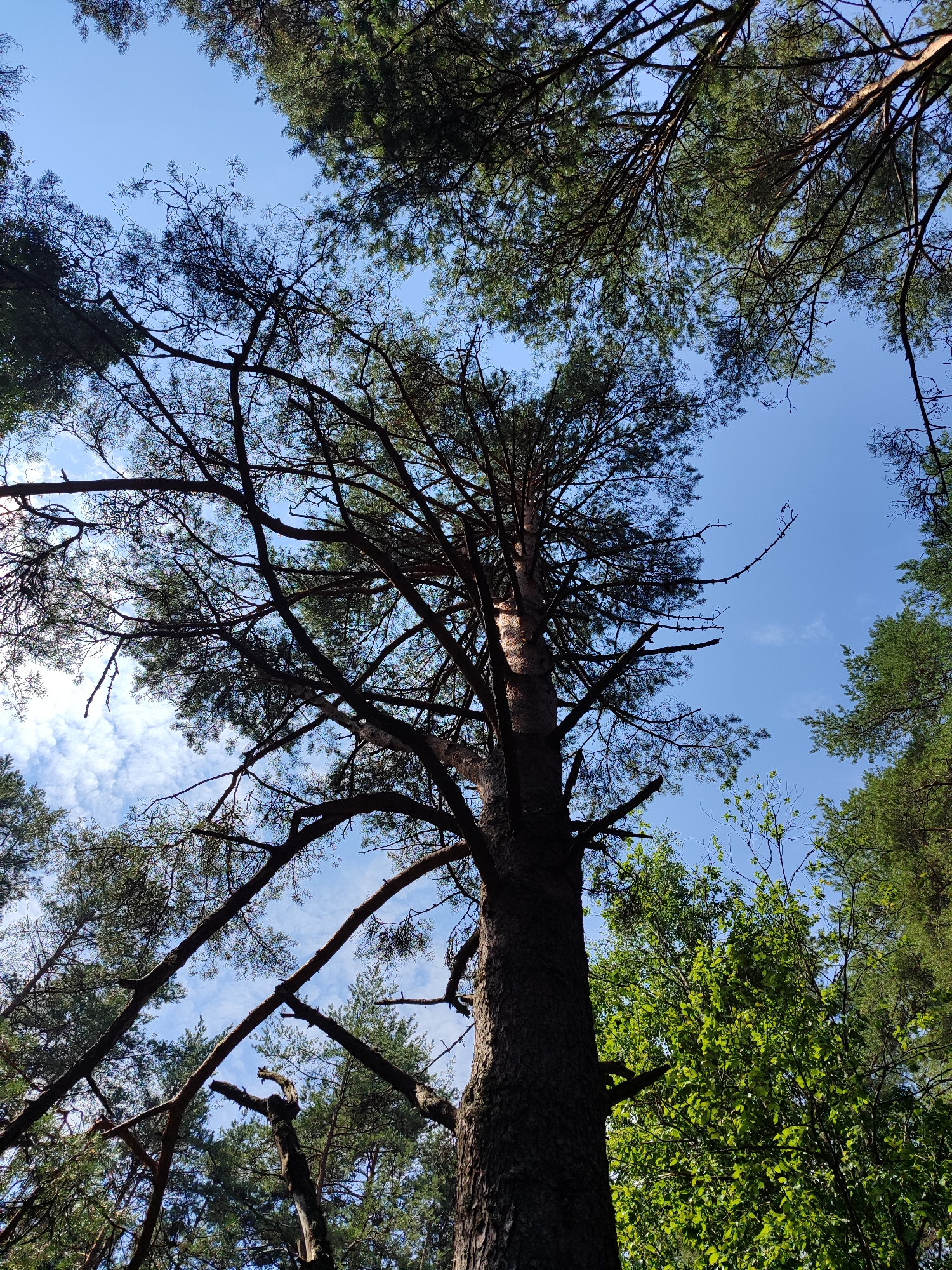 An upward-facing, medium shot captures the dense canopy of a forest against a bright blue sky with scattered white clouds. The foreground is dominated by the thick, textured trunk of a large pine tree on the right, extending upwards and out of frame. Its dark, rough bark is sharply contrasted by the lighter, sun-dappled needles and branches of other pine trees that frame the sky. These branches, some thin and bare, others thick with foliage, crisscross the frame, creating a layered effect. In the mid-ground and background, vibrant green leaves of deciduous trees add a softer texture and a brighter color to the scene, mingling with the darker evergreen pines. The lighting suggests a sunny day, with shadows cast by the dense foliage. The overall impression is one of immersion within a natural, arboreal environment.