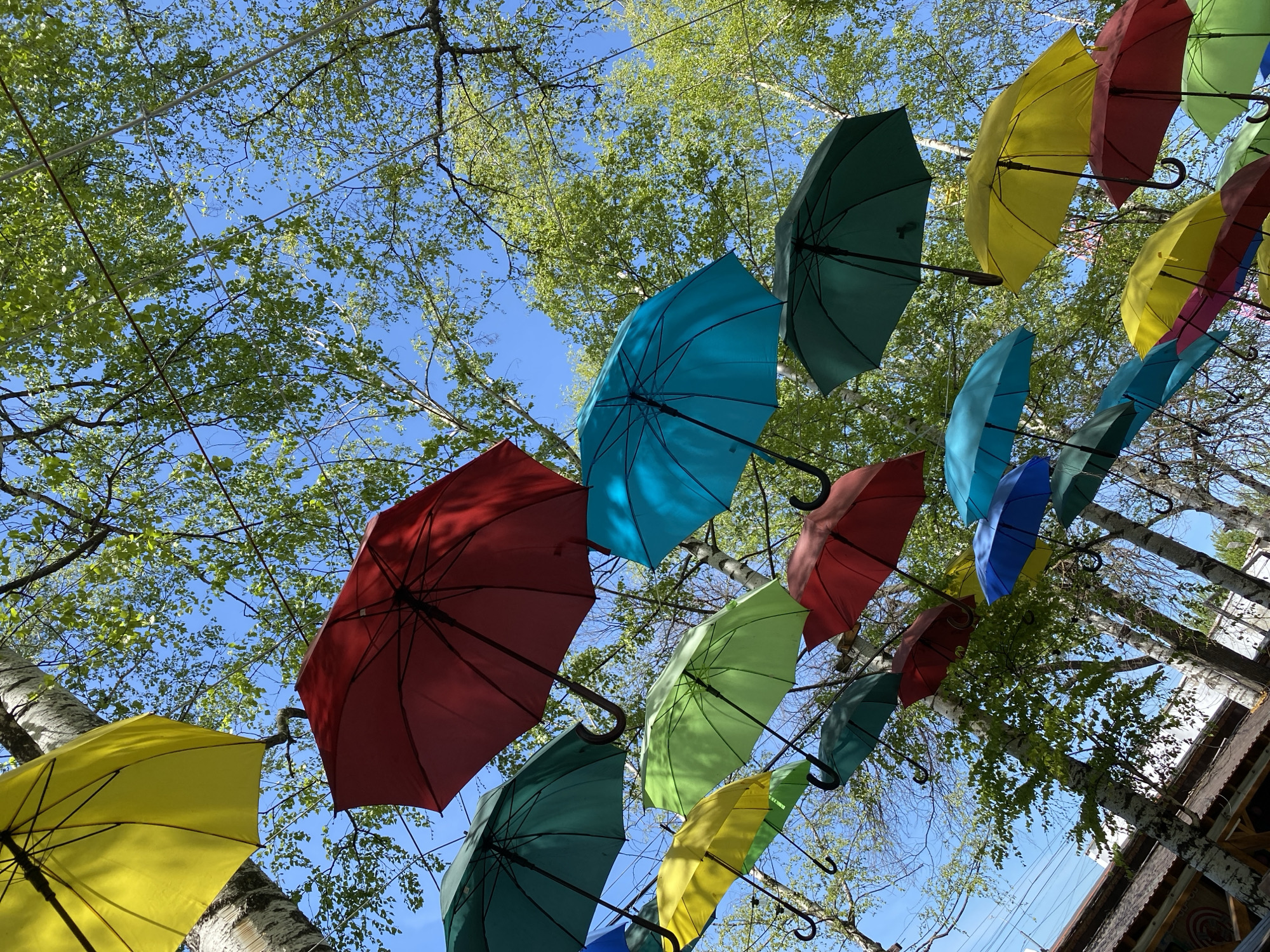 The image shows a low-angle view of a display of colorful umbrellas suspended above a public space in Izhevsk, Russia. The umbrellas are various colors, including red, yellow, green, and blue. They are hung among trees with green leaves and white bark against a clear blue sky. The corner of a building with decorative wooden elements is visible in the lower right of the frame.