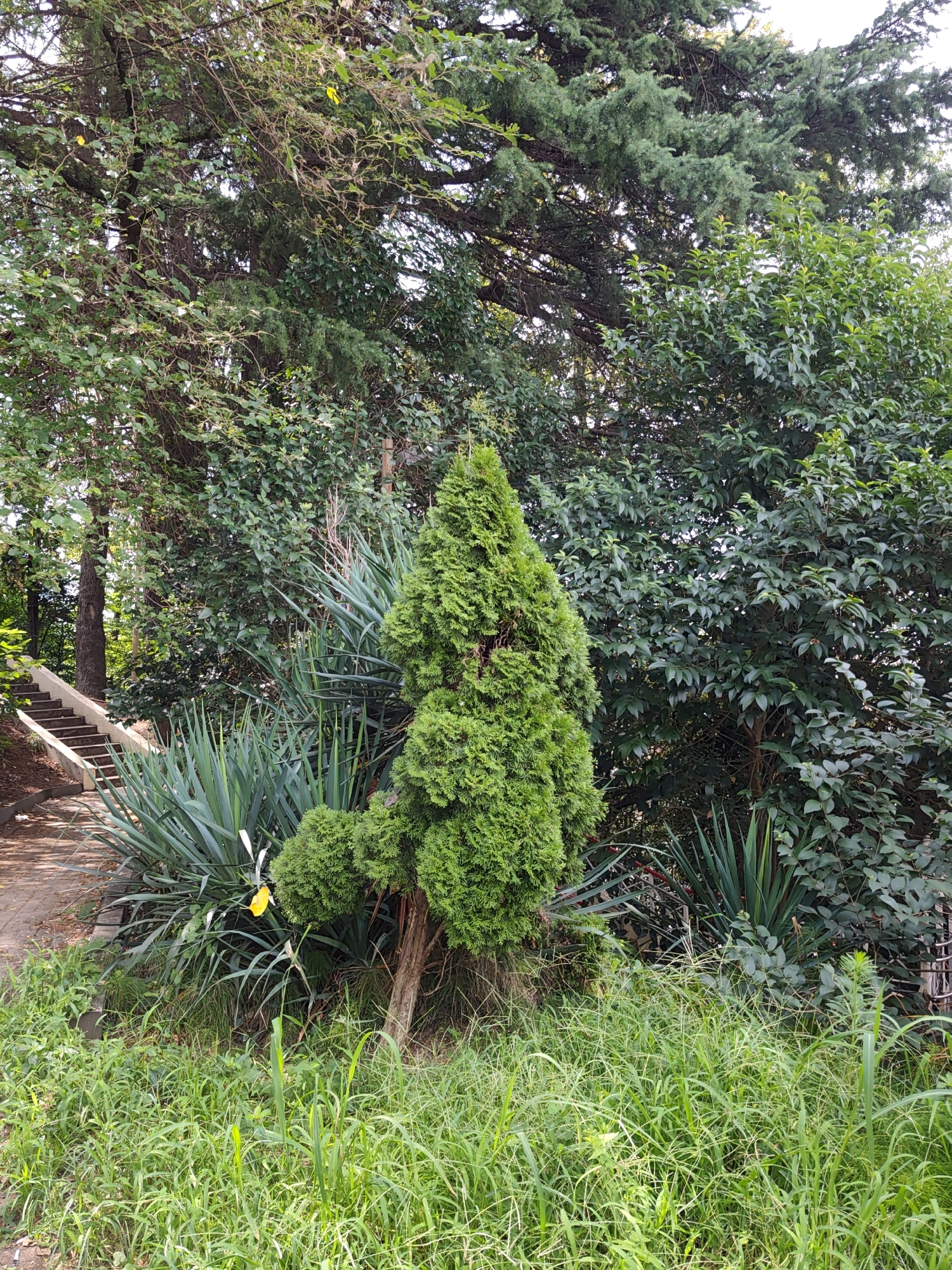A pruned evergreen tree, shaped like a cone with a rounded top, stands in the foreground of a lush green garden. The tree has a thick, textured trunk and dense foliage. To its left, spiky, blue-green yucca plants are visible, and a bright yellow flower is attached to one of them. Behind the evergreen and yucca, a variety of other trees and bushes form a dense backdrop of varying shades of green. To the far left, a set of concrete stairs with a light-colored railing descends into the garden. The ground in front of the plants is covered in tall, wild green grass. The scene is set in a garden in Sochi, Russia, indicated by the presence of subtropical vegetation.