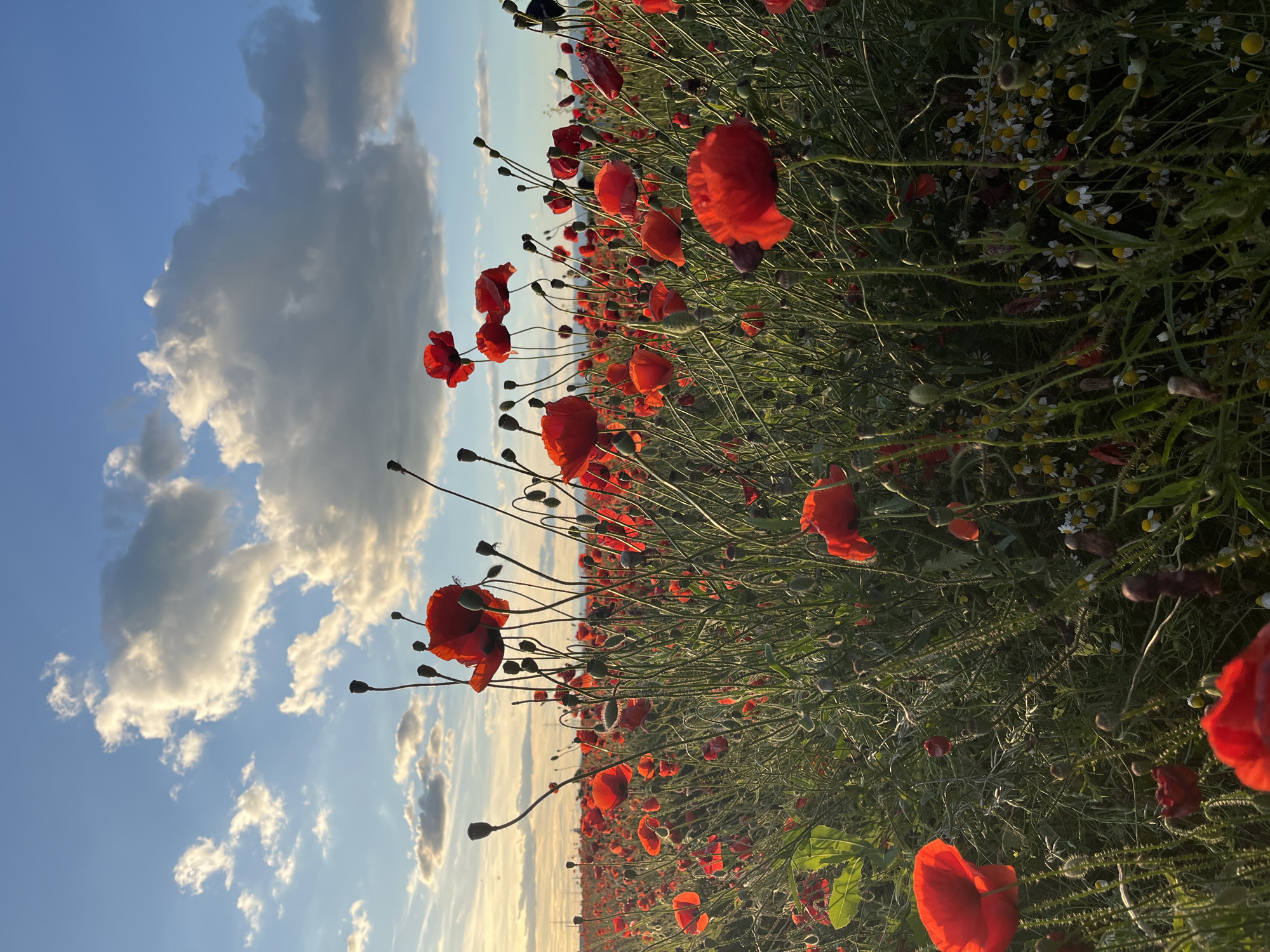 A low-angle shot captures a field of bright red poppies under a sky filled with dramatic, illuminated clouds at sunset. The flowers, with their delicate petals and slender stems, are the primary subjects, stretching across the frame and blurring into a dense carpet in the distance. Some poppies are in full bloom, displaying their vibrant red hue, while others are still in bud, their dark capsules pointing towards the sky. The stalks are a mix of green and brown, with many featuring seed pods. Small white and yellow wildflowers are interspersed among the poppies, adding subtle texture to the foreground. The lighting suggests the golden hour, with the setting sun casting a warm glow on the scene, highlighting the translucent quality of some of the poppy petals and illuminating the clouds from behind. The background is a soft blur of the poppy field extending towards the horizon, where faint hints of man-made structures and possibly distant hills are visible under the dusky sky. The overall impression is one of natural beauty and the ephemeral quality of a sunset.