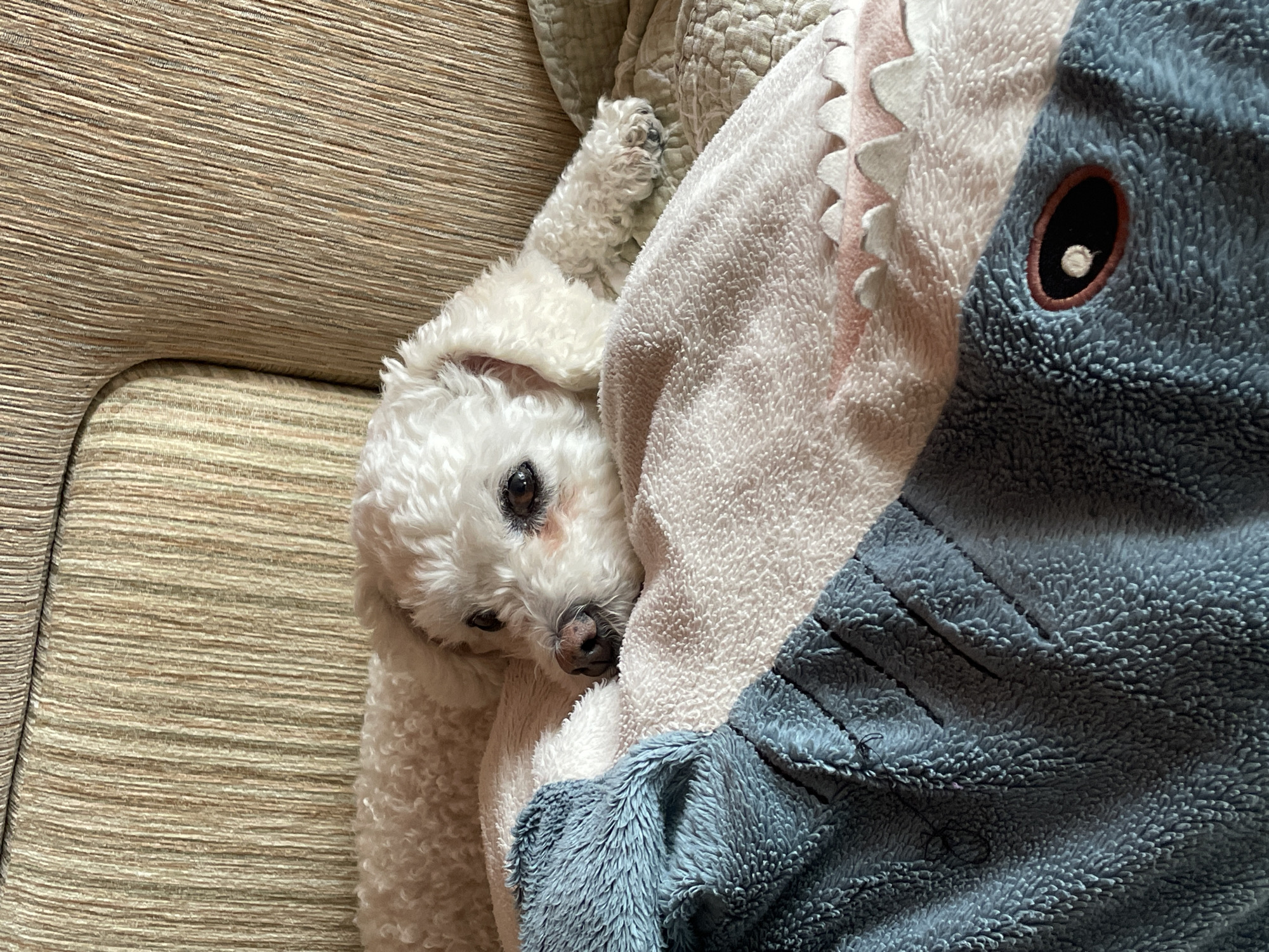 A white poodle rests on a beige sofa beside a plush shark blanket. The dog is positioned to the left of the blanket, with its head visible and its front paw extended. The blanket is predominantly blue and white, featuring a large eye and teeth to resemble a shark. The sofa is textured with horizontal lines. The image's location is not discernible from the provided visual information.