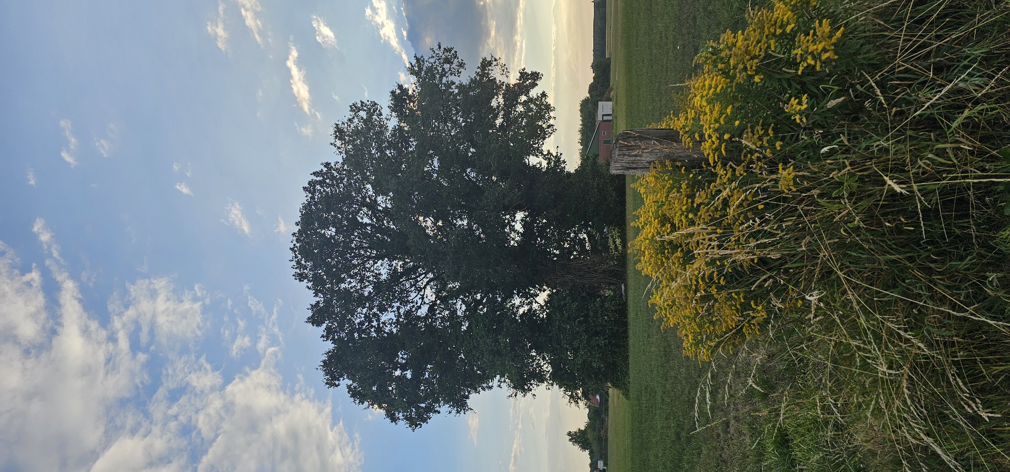 An outdoor, vertical, eye-level, full shot captures a serene landscape at dusk. The sky is a blend of soft blue with scattered white clouds tinged with the warm hues of sunset. In the foreground, a cluster of vibrant yellow wildflowers and tall grasses forms a natural border, with a weathered wooden post prominently placed to the right. Behind the flowers and post, a vast green field stretches towards a large, dark green, mature tree that dominates the center of the image. The tree's dense foliage casts subtle shadows. In the middle ground, a small, red-roofed building and a white structure are visible, nestled amongst other trees. The overall scene evokes a sense of tranquility and the beauty of nature. This image is located in Groenlo, Netherlands.