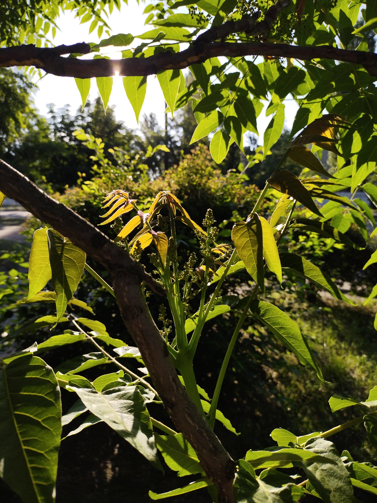 This image depicts a close-up view of foliage, captured outdoors in Horishni Plavni, Ukraine. The scene is illuminated by direct sunlight from the upper background, creating a sunburst visible through a dark-brown tree branch that traverses the upper portion of the frame. Numerous green leaves are visible, with many appearing translucent due to backlighting, revealing their vein structures. A prominent diagonal branch extends from the lower left to the upper right through the midground. In the central right, a cluster of new green stems with small, developing greenish-yellow structures, likely nascent flowers or fruits, is visible. The background consists of out-of-focus green foliage and blurred hints of a wider outdoor environment, possibly including a paved surface and distant vegetation, consistent with a park or urban green space. No individuals or animals are present.