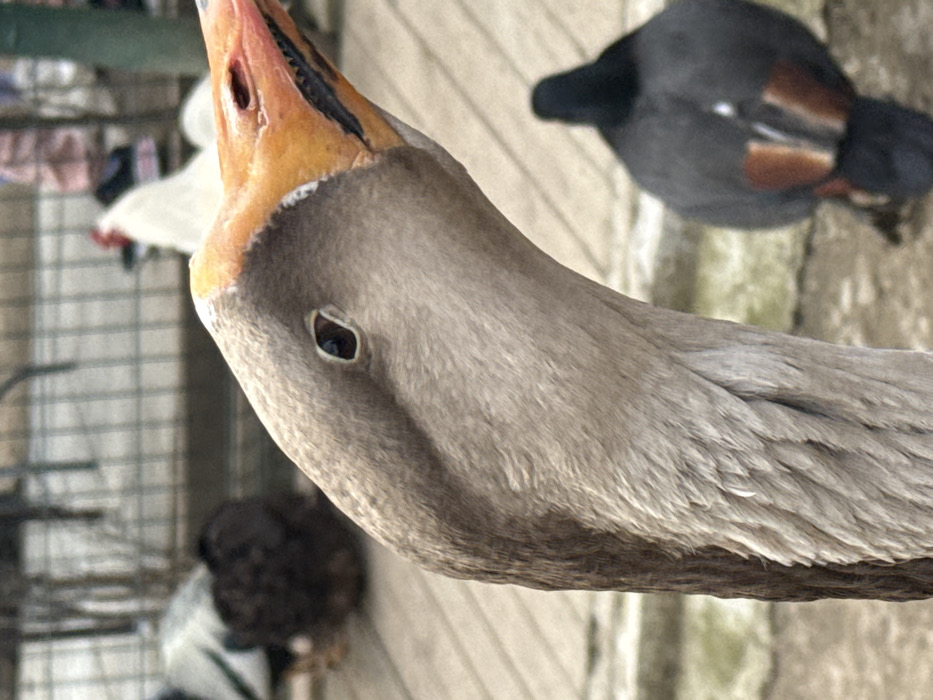 The image displays a close-up, side-profile view of a domestic goose situated in an outdoor enclosure within Leskovets, Bulgaria. The goose, centrally positioned and facing right, features greyish-brown feathers on its head and neck, a prominent orange bill with a reddish-pink tip, visible nostrils, and a dark eye reflecting ambient light. A pale patch is present at the base of its upper mandible, and faint black serrations are visible along the lower edge of the bill. The goose's head is angled slightly upwards. In the blurred background, multiple other birds are present: a dark-feathered bird (likely a chicken) in the mid-left, a white chicken or rooster further back, and a dark bird with reddish-brown tail or wing markings (possibly a pigeon or duck) in the lower right, facing away from the viewer. The ground appears to be a light-colored surface, potentially wooden decking or compacted dirt, and a metal fence structure is discernible in the far background. No human figures are visible.