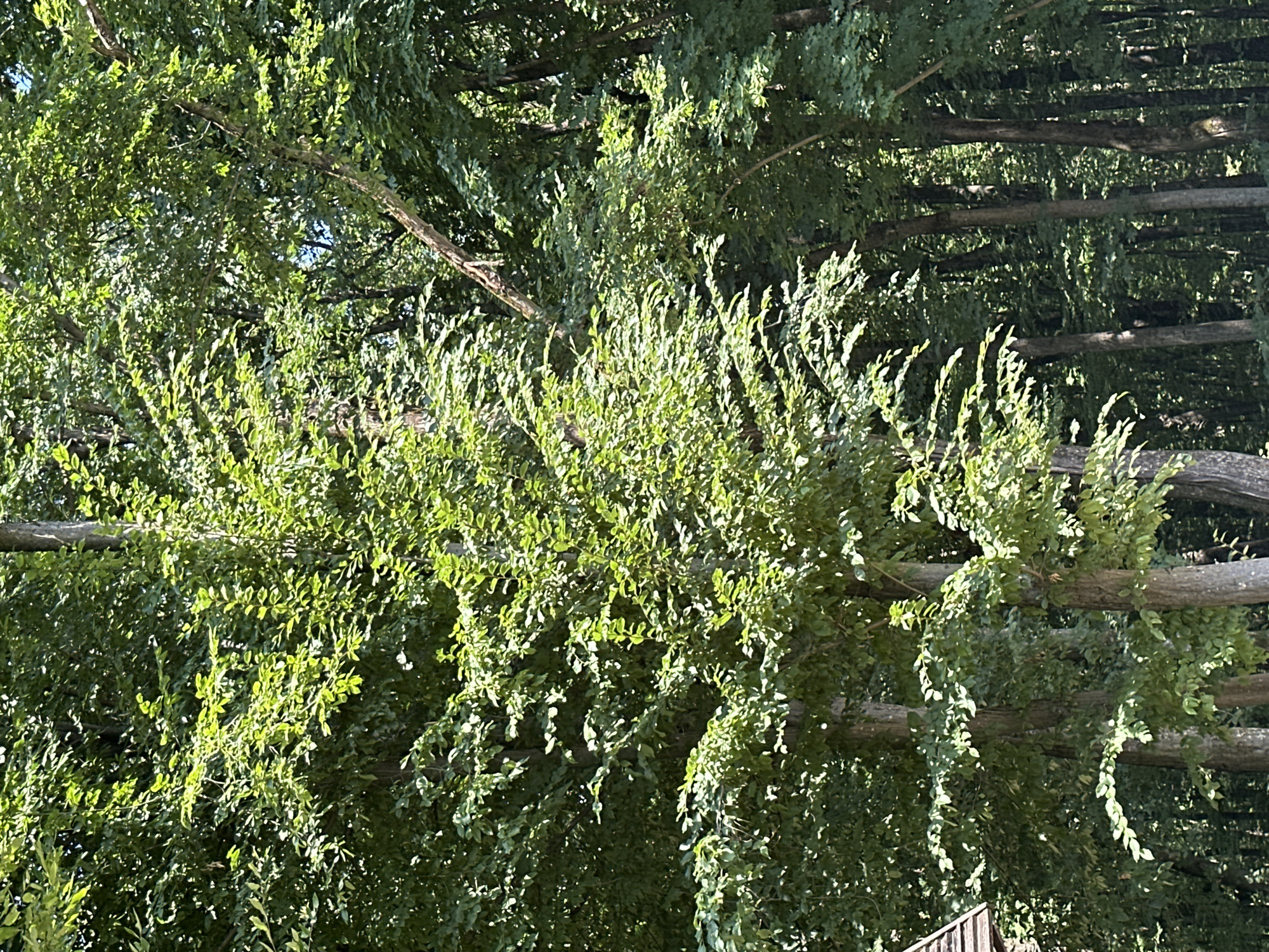 This image depicts a dense forest with tall trees and lush green foliage. The sunlight filters through the leaves, creating dappled shadows on the ground and tree trunks. In the lower left corner, a portion of a wooden structure with a slanted roof is visible, suggesting the edge of a human settlement within or adjacent to the forest. The scene is devoid of any visible people or animals. The environment appears natural and undisturbed, characteristic of a woodland area.