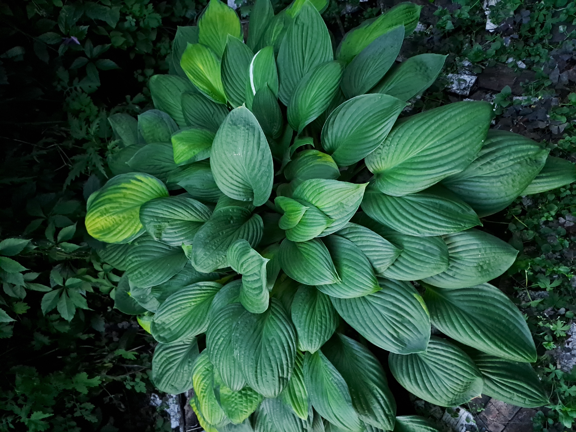 The image displays a close-up, overhead view of a large, lush hosta plant with broad, deeply veined, green leaves. Some leaves exhibit variegation with streaks of yellow. The plant is situated outdoors, surrounded by darker green foliage and a somewhat rough, textured ground surface that appears to include small rocks and some debris. The lighting suggests it might be a shaded area, possibly in a garden. The location is identified as Chernetsk, Russia. There are no people or animals visible in the image.