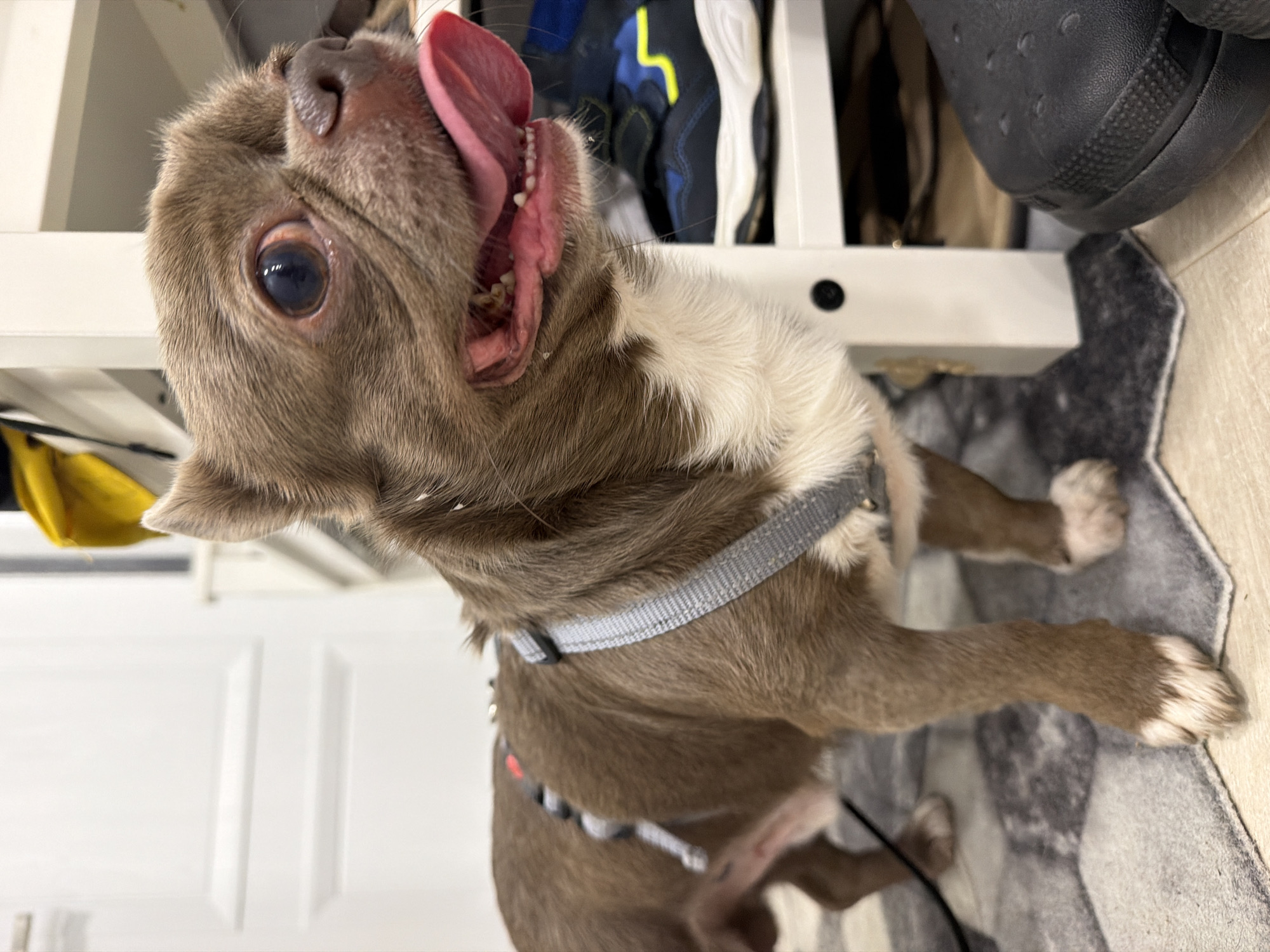 A domestic dog, appearing to be a French Bulldog or a similar short-nosed breed, is captured in a close-up, vertical shot. The dog has short, light brown or grey fur with distinct white markings on its chest and paws. It is wearing a grey harness over its neck and chest.
The dog's head is tilted upwards and slightly to the right, with its mouth wide open and a long, pink tongue fully extended and curled upwards, suggesting excitement, panting, or anticipation. Its left eye is prominently visible, large, round, and dark, reflecting some light. The dog's nose is dark grey.
The setting appears to be indoors, likely a room or hallway. In the background, to the left, a white door with vertical paneling is partially visible. Behind the dog's head, there's a white shelving unit or piece of furniture. Various items are visible on and around this unit, including a pair of dark sneakers with blue and yellow accents, and a large black Croc-style shoe. The floor beneath the dog is covered by a grey and white patterned rug, which transitions to a light wooden or laminate floor on the right. A yellow fabric item is partially visible on the far left. The lighting is consistent with an indoor environment.
The dog's posture and expression convey a sense of playfulness, enthusiasm, or perhaps a moment of panting. No visible text is present in the image.