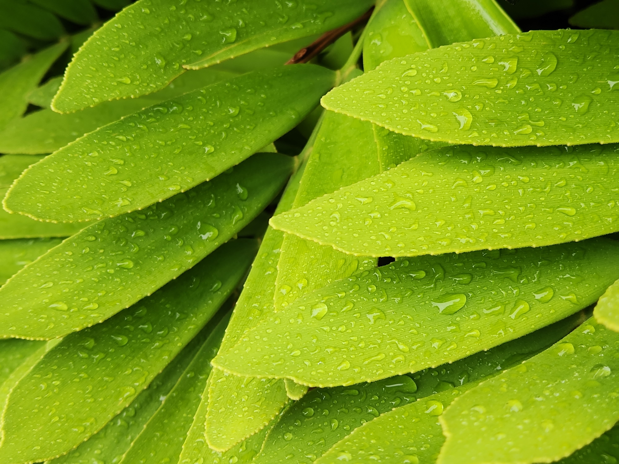 This is a close-up, overhead, full-frame shot of bright green, waxy leaves covered in water droplets. The leaves are elongated and pointed, with visible veins running down their length. They are arranged in an overlapping fashion, creating a layered effect. The droplets of water vary in size, from tiny specks to larger, rounded beads, clinging to the surface of the leaves and reflecting the light. The background is blurred and dark, focusing all attention on the texture and detail of the wet foliage. There are no people, animals, or man-made objects visible in the image. The scene suggests a recent rainfall or a dew-covered morning in a natural setting. Given the prompt specifies Altamonte Springs, United States of America, this scene could be from a garden, park, or other green space within that city.
