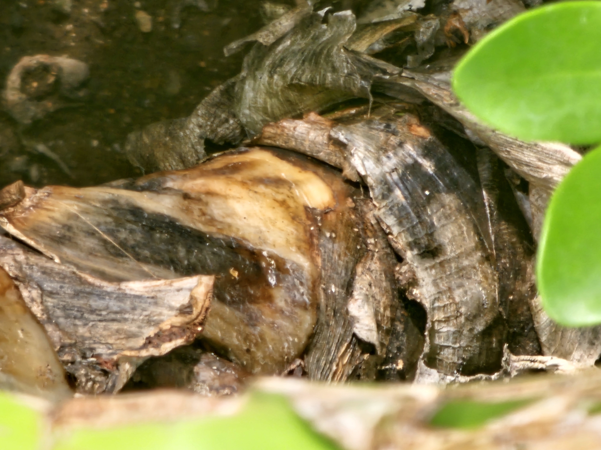 A close-up shot depicts a cluster of decaying, textured, light-colored plant matter, possibly the bulb of a plant. The bulb has a smooth, yellow-brown surface with dark brown streaks and ridges. Surrounding the bulb are fragmented, fibrous layers that are gray-brown in color. Two bright green leaves are visible on the right side of the image, partially obscuring the subject. The background to the left is a dark, blurry brown, suggestive of soil or mud. The location is identified as Denpasar, Indonesia.