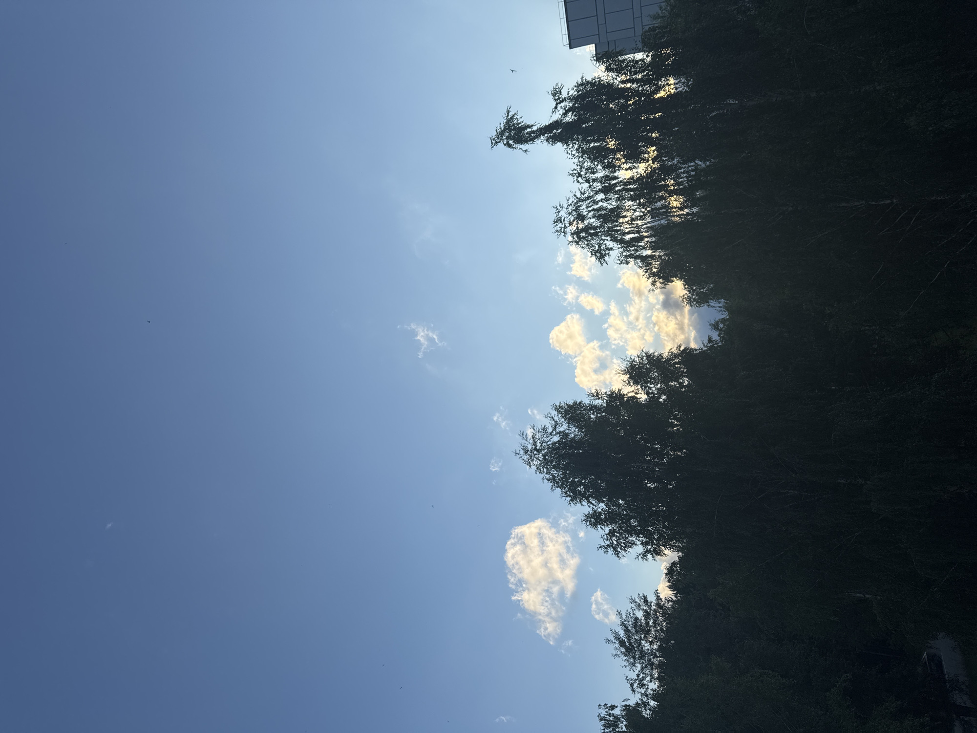 The image depicts a view of the sky and treetops in Chaikovsky, Russia, during what appears to be either sunrise or sunset. The sky is a clear blue with scattered, illuminated clouds. Silhouetted against the sky are the dark forms of numerous trees, some of which are tall and slender, characteristic of birch trees. In the background, a modern, multi-story building is partially visible on the right side of the frame. The lower portion of the image is dominated by dense foliage, mostly in shadow. Several small, dark shapes, likely birds, are visible in the sky. There are no visible people or specific human activities. The overall environment suggests an urban or suburban setting with significant tree cover.