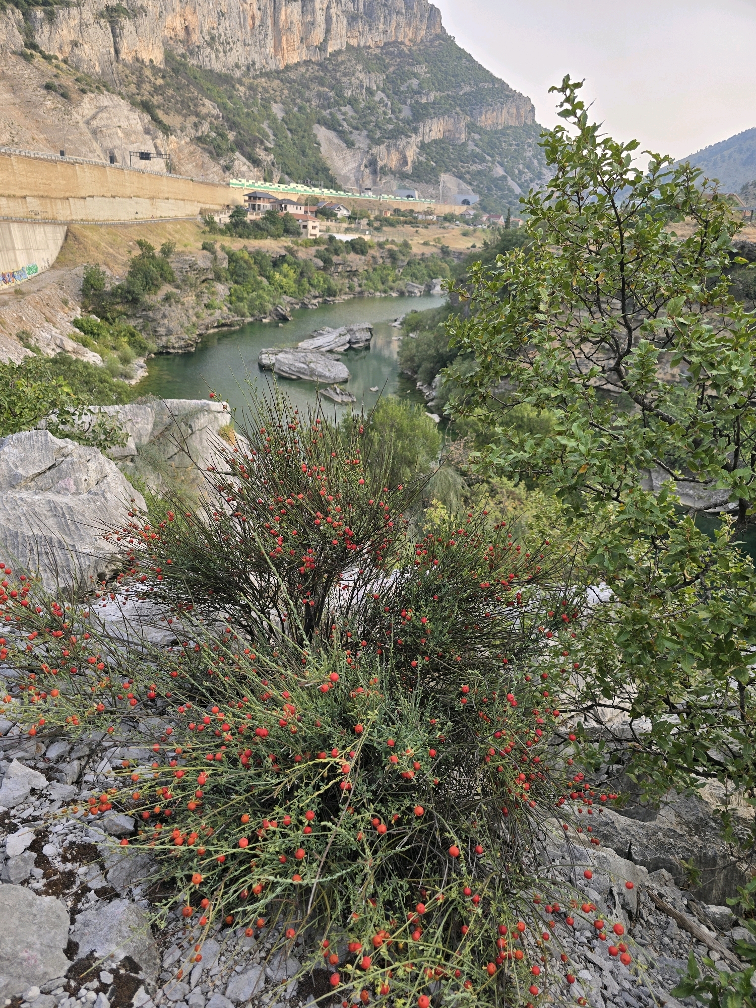The image depicts a natural landscape scene in a mountainous region, likely in Podgorica, Montenegro, given the context. In the foreground, a dense shrub with numerous small red berries is prominent, growing on rocky terrain. To the right, the branches of a larger tree with green leaves extend into the frame. Beyond the shrubbery, a body of water, appearing as a river or a lake, is visible with several large, grey rocks protruding from its surface. The middle ground reveals a built environment along the water's edge, including several buildings with red roofs and a retaining wall constructed along the hillside. The wall appears to be reinforced concrete with some graffiti. Further in the background, a massive, sheer rock face dominates the scene, with a road or pathway running along its base. A tunnel entrance is visible within the rock face. The overall environment is rugged and mountainous, with a mix of natural vegetation and man-made structures. The sky is overcast, suggesting a cloudy day. There are no people or animals visible in the image.