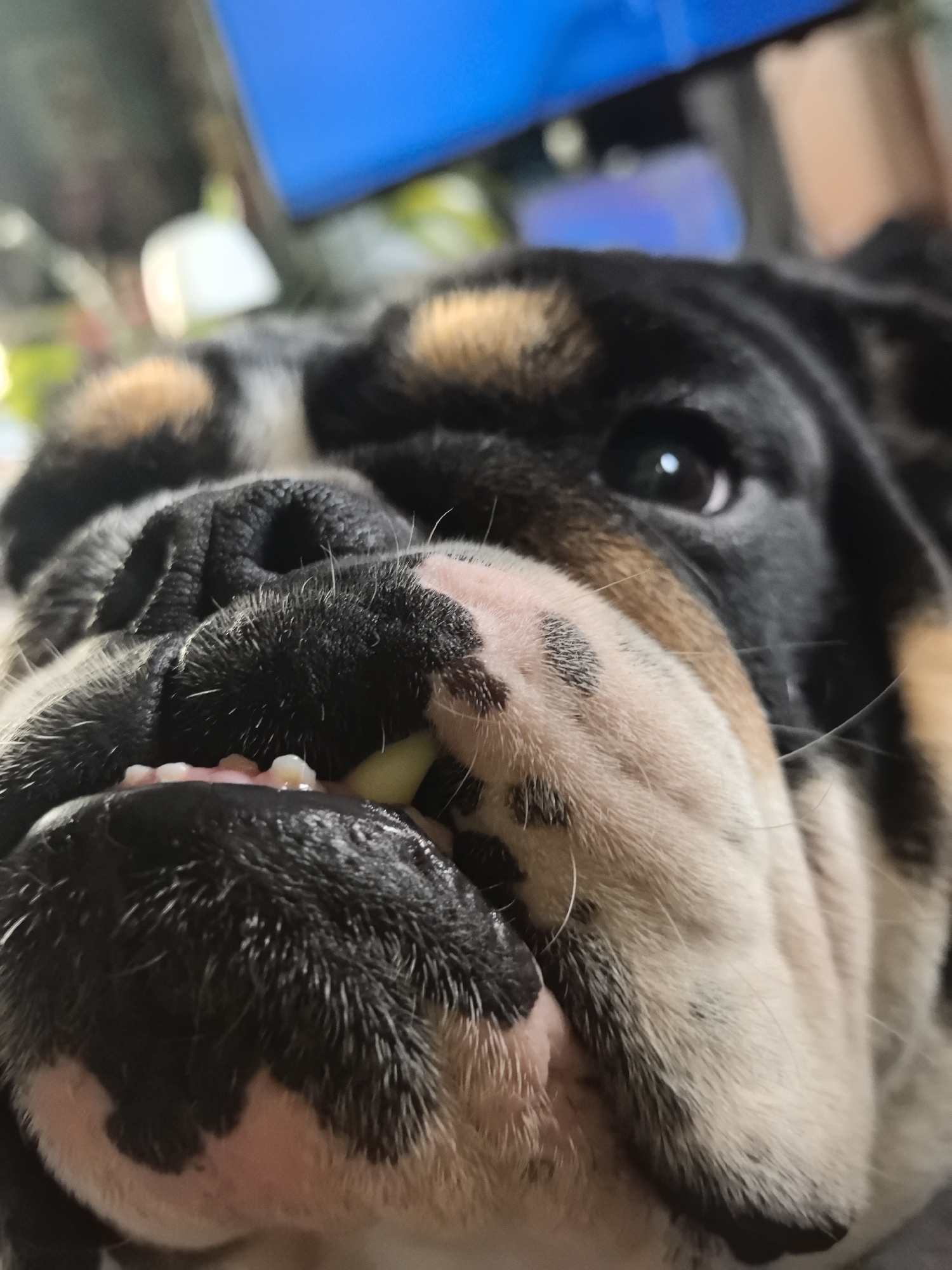 This close-up, low-angle portrait captures the face of a tri-color dog, likely a bulldog or similar brachycephalic breed, in Noviy, Russia. The dog's head fills most of the frame, with its snout and eyes prominently featured. Its fur displays distinct patches of black around the eyes and nose, white on the muzzle and chin, and tan or light brown markings on its cheeks and forehead.
The dog is looking directly at the camera with a curious or engaged expression. Its large, dark eye, visible on the right side of the image, has a small white reflection, indicating a light source. Characteristic wrinkles are visible around its nose and mouth. Small, white teeth are peeking out from its lower jaw, and a soft, light yellow or pale green object, possibly a piece of food or a toy, is wedged between its lower lip and teeth.
The background is heavily blurred and out of focus, showing abstract shapes and colors. A prominent bright blue area in the upper background could be a screen or monitor, while softer white and greenish blurs suggest an indoor setting with various indistinct objects. No text is visible in the image.