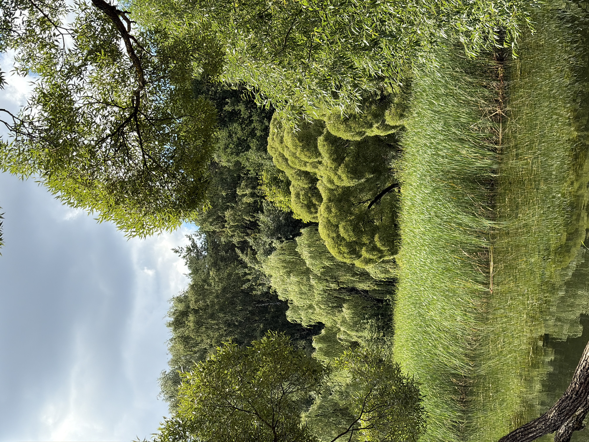 The image depicts a serene natural scene with a body of water in the foreground, reflecting the lush greenery of the surrounding vegetation and the sky. The water is calm, with ripples subtly distorting the reflections. Tall, vibrant green reeds line the edge of the water, forming a dense barrier. Behind the reeds, a variety of trees and bushes create a layered backdrop. Some trees have a weeping or drooping characteristic, with long, slender branches cascading downwards, while others are more rounded and full. The foliage is predominantly a bright, verdant green, suggesting a temperate climate during warmer months. The sky above is partly cloudy, with patches of blue visible between the grey clouds. A tree branch with green leaves extends into the upper right corner of the frame, framing the scene. In the lower left corner, a portion of a textured tree trunk is visible, partially submerged in the water. The overall impression is one of a tranquil, natural landscape, likely a park or a natural reserve within a city. Given the provided context, this scene is located in the city of Khimki, Russia, likely within a park or natural area featuring a body of water and dense vegetation. There are no people or animals visible in the image, and no actions or interactions are taking place.