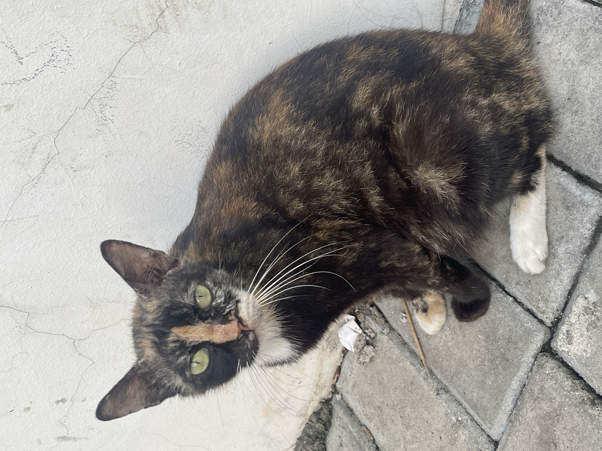 A tortoiseshell cat with green eyes sits on gray paving stones against a white, textured wall. The cat's fur is a mix of black, brown, and orange. It has white paws and a white chest. The background is a plain, slightly cracked white wall. The foreground consists of interlocking gray paving stones. A small piece of white paper is visible on the ground near the cat. The scene is likely an outdoor area in a residential or public space in South Tangerang, Indonesia.