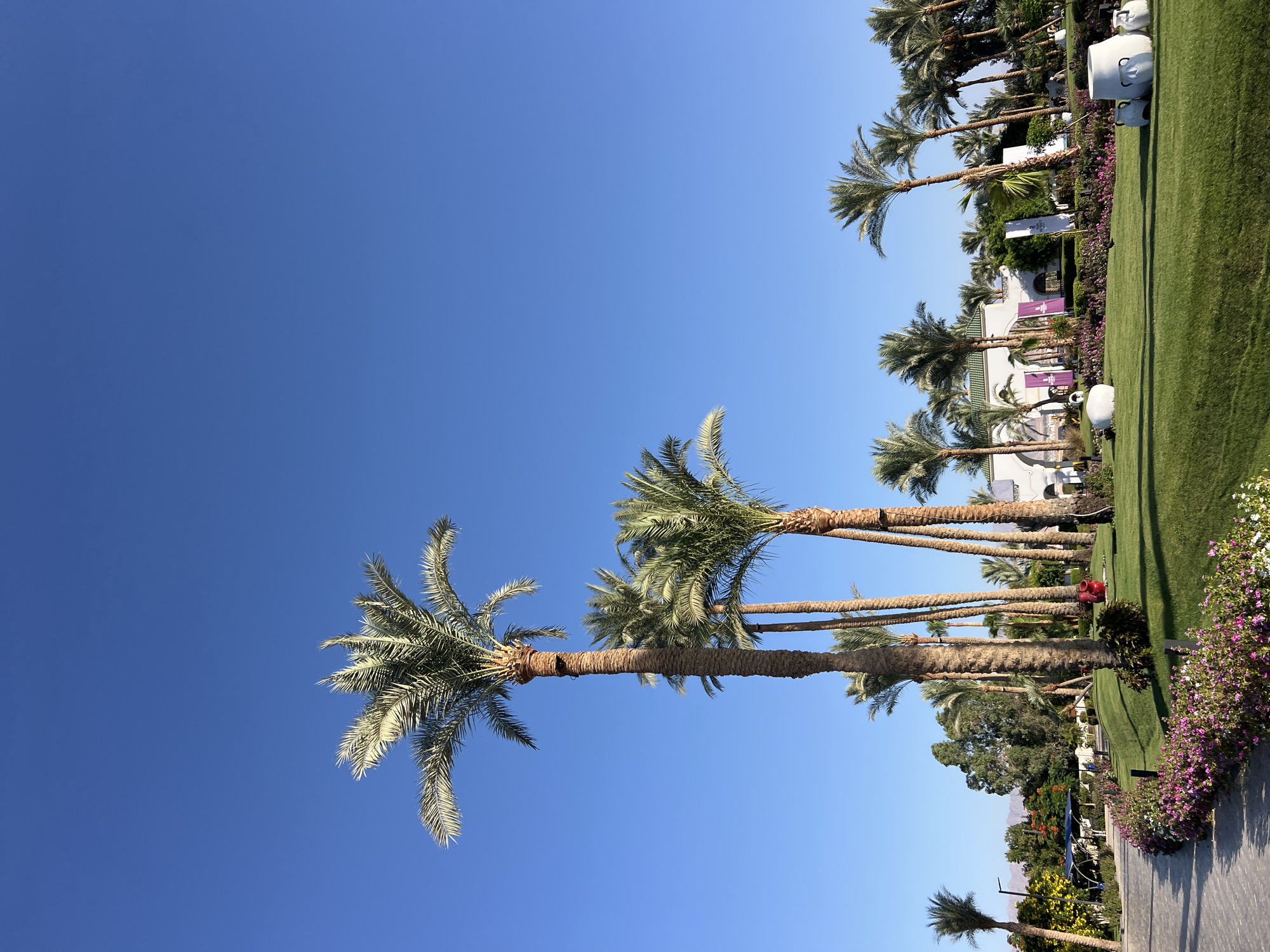 The image captures a sunny day in Sharm El Sheikh, Egypt, likely at a resort or public garden. The foreground features a neatly paved pathway on the left, bordered by a vibrant bed of pink and white flowers. Lush green grass covers the central and right portions of the scene. A cluster of tall palm trees dominates the mid-ground, their fronds reaching towards a clear, bright blue sky. In the background, several white buildings with arched entrances and green tiled roofs are visible, suggesting a resort or a similar establishment. The architecture appears to be in a North African or Middle Eastern style. Scattered across the lawn are several large, white, bulbous decorative objects, possibly urns or sculptures. A few people are present but are small figures in the distance, engaged in unidentifiable activities. The overall impression is one of a well-maintained, tropical environment under a cloudless sky.