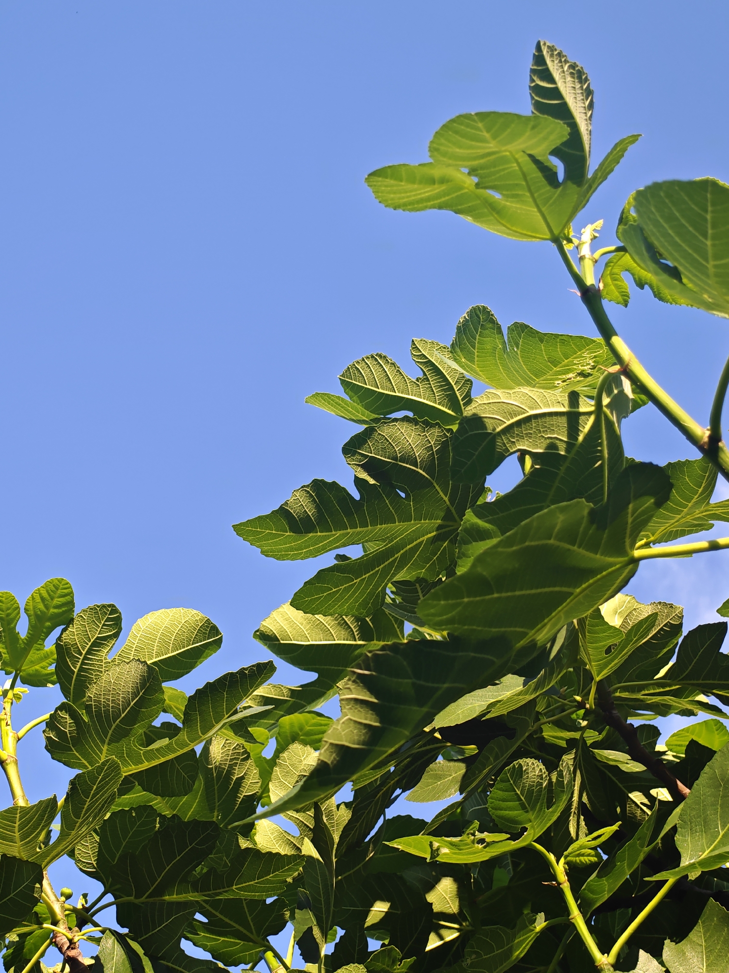 This vertical, low-angle photograph, captured in the city of Ivaylovgrad, Bulgaria, showcases a dense canopy of vibrant fig tree foliage set against a clear, deep blue sky. Green fig leaves, characterized by their distinct palmate lobes and prominent, intricate venation, occupy the lower and right sections of the frame. Sunlight illuminates the leaves from above, creating bright highlights and revealing textured surfaces, with some leaves exhibiting minor perforations or irregular edges. Sturdy, light green branches and younger, developing shoots are visible amidst the mature foliage. The composition looks upward through the leaves, framing sections of the unobstructed blue sky. No human figures, animals, or man-made structures are present within the scene, emphasizing natural vegetation.