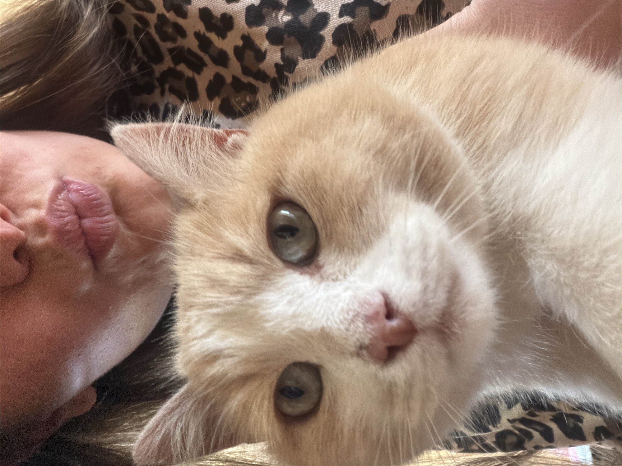 A close-up, high-angle shot features a light orange and white cat with grey-green eyes positioned centrally in the frame. A person's face, showing their lips and cheek, is partially visible to the left of the cat. The background includes a leopard-print garment or fabric. The location is not discernible from the image and cannot be identified as Buhovo, Bulgaria.