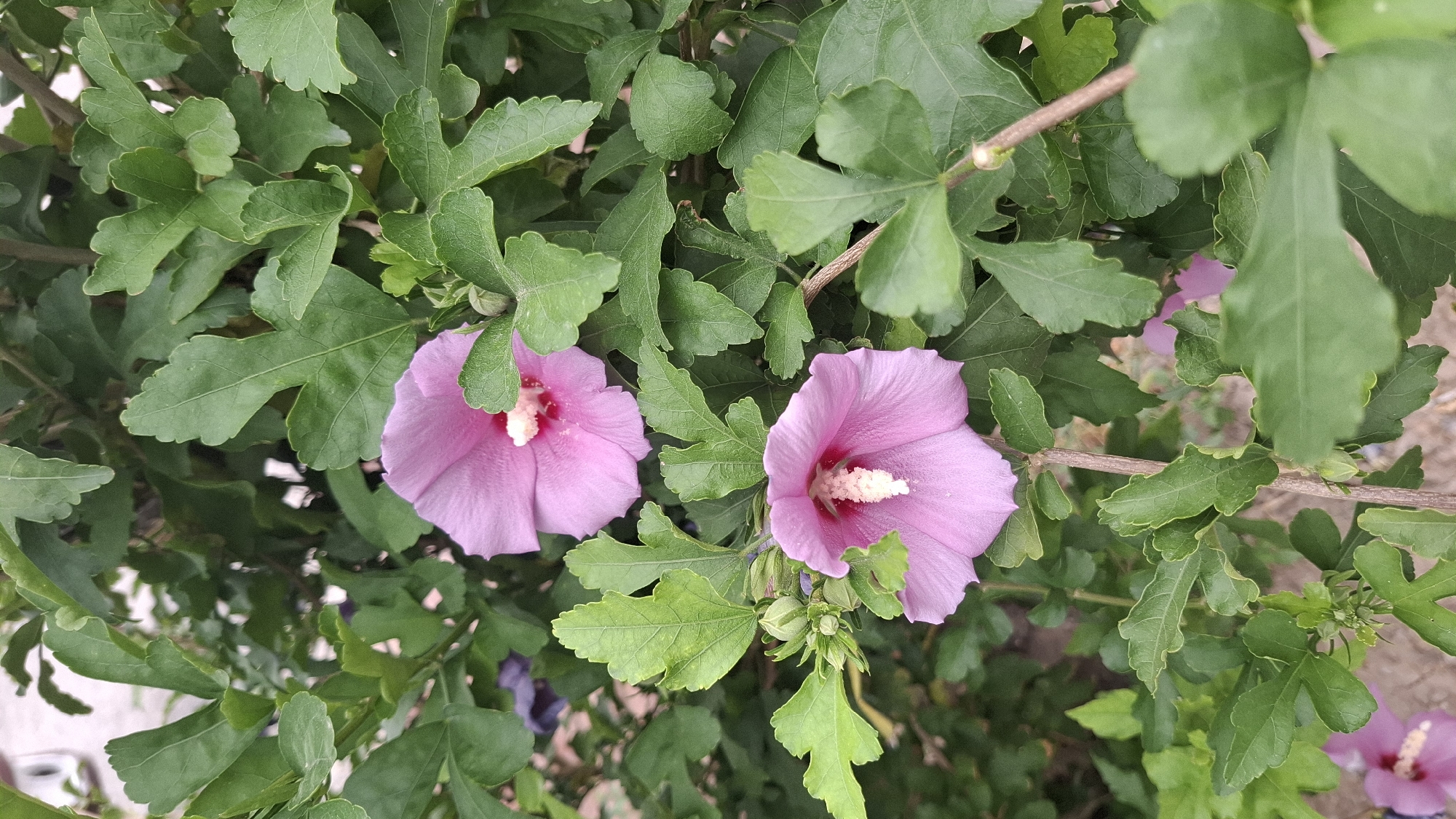 In the city of Shymkent, Kazakhstan, a close-up view focuses on two vibrant pink hibiscus flowers in bloom, nestled amidst lush green foliage. The flowers, with their delicate petals and prominent white stamens, are the central subjects. Their soft pink hue contrasts with the deep green of the surrounding leaves, which are broad and textured with serrated edges. The stems are woody and brown, supporting the weight of the flowers and leaves. In the background, hints of other pink flowers and more greenery suggest a garden setting. The lighting is natural, indicating an outdoor scene, possibly during daylight hours. The image is a detailed snapshot of the natural beauty found within Shymkent.