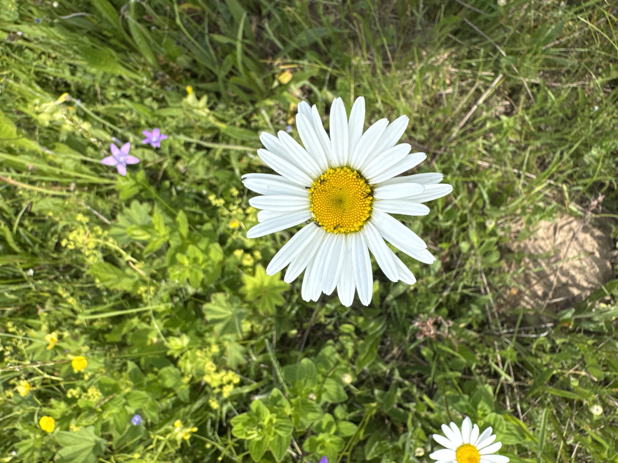 This is a close-up, eye-level, outdoor photograph of a meadow in Lupug, Russia. The scene is dominated by a large white daisy with a yellow center, positioned in the foreground and slightly to the right of the frame. The daisy's petals are pointed and have a slight curve. The center of the daisy is a cluster of small yellow florets.
The daisy is surrounded by lush green grass and other wildflowers. To the left of the large daisy, there is a smaller daisy, also white with a yellow center, partially visible at the bottom left corner of the image. In the background and scattered throughout the meadow are various green plants, some with small yellow flowers, and a few small purple flowers. The lighting suggests it is daytime, likely sunny, casting some shadows on the ground. There are no people visible in the image. The overall impression is one of a natural, wild meadow.