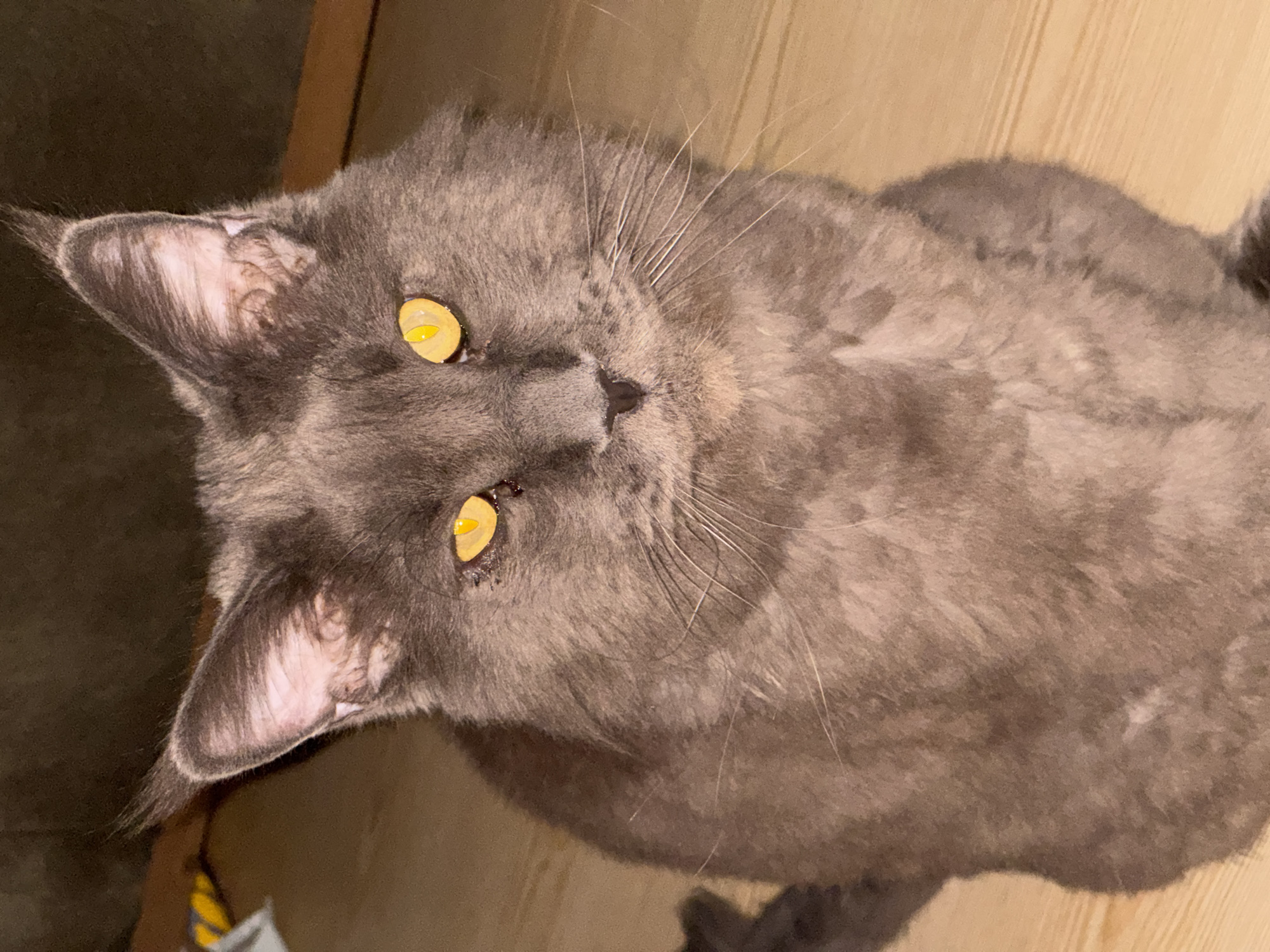 This is a close-up, top-down shot of a fluffy, grey cat with striking yellow eyes. The cat is looking upwards towards the camera, with its ears perked. The fur appears soft and dense, with some lighter grey markings visible on the inner part of its ears. Its whiskers are long and white, fanning out from its face. The background consists of a wooden surface, likely a floor or table, with visible grain patterns. There's also a darker, out-of-focus area to the left, which could be furniture or a wall. The lighting is warm, suggesting an indoor setting, possibly during the day. The cat's expression seems curious or alert. No text is visible in the image. The setting is identified as Gölbaşı, Turkey.