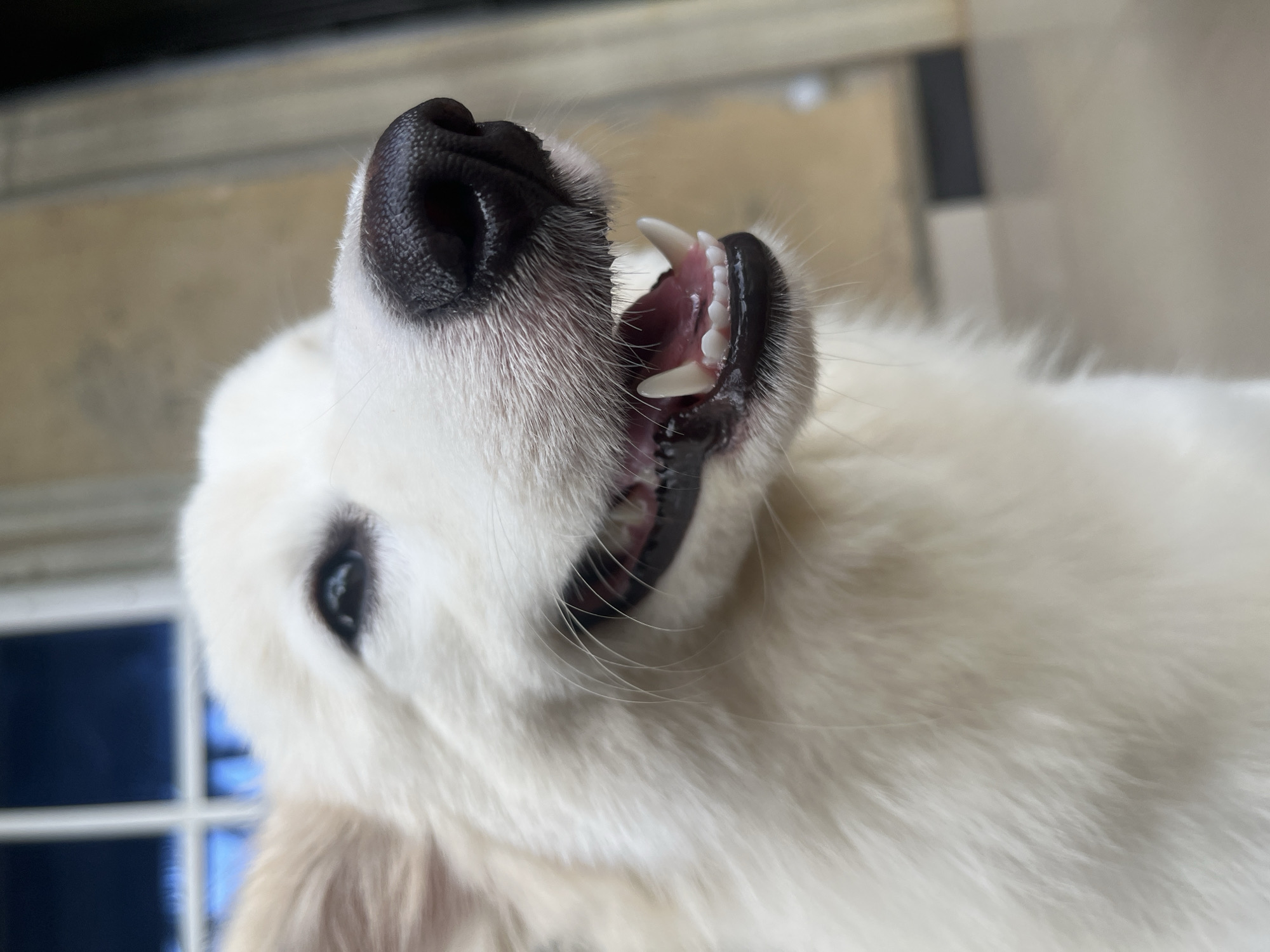 A close-up, high-angle shot captures the face of a white dog, likely a puppy, with its mouth open. The dominant features are its black, textured nose positioned at the top left, and its open mouth revealing sharp, white canine teeth and smaller incisors. Part of its pink tongue and gums are visible inside the mouth. The fur around the snout and chin is thick and white. One dark, alert eye is partially visible on the lower left side, peering upwards.
The dog appears to be in the midst of vocalizing, such as barking or growling playfully, or perhaps yawning. The overall expression suggests energy and alertness. The background is softly blurred, showing muted tones of grey and beige, with hints of darker lines and shapes that suggest indoor architectural elements like window frames or door structures. In some crops, a distinct blue tone in the background indicates a window or glass panel.
No text is visible in the image. The lighting appears to be natural, suggesting an indoor or semi-covered setting. While the location is provided as Ikot Ekpene, Nigeria, there are no specific visual cues within the image itself to confirm this geographical context.