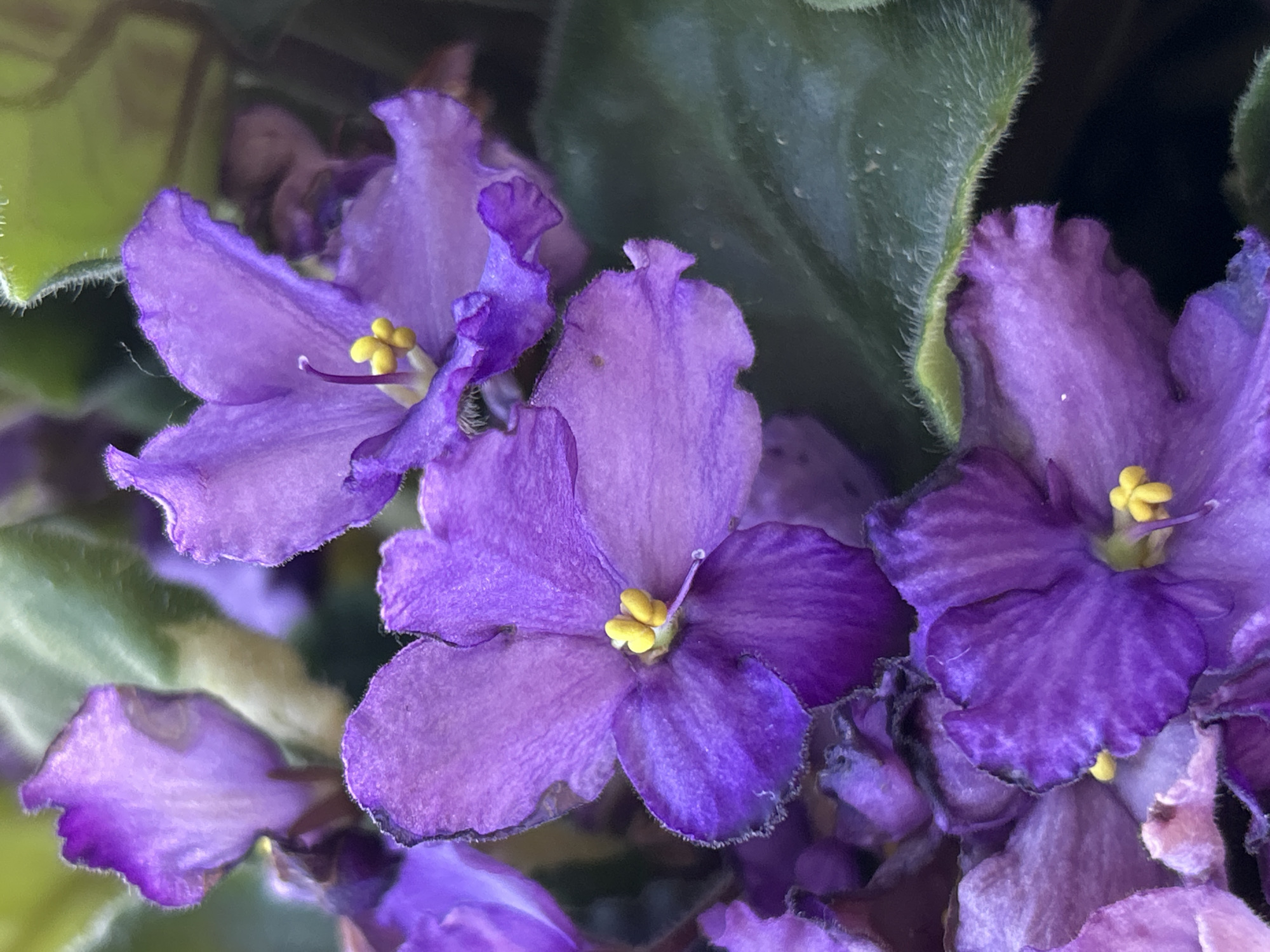 The image is a close-up, eye-level shot of a cluster of purple African violet flowers with yellow centers. The flowers are in various stages of bloom, with some fully open and others partially closed. The petals are delicate and ruffled, with a slight fuzziness along the edges. The leaves are a deep green and also appear fuzzy. The background is dark and out of focus, making the flowers the clear subject. There are no people or animals visible in the image. The scene is static, focusing on the natural beauty of the flowers. There is no information in the image that indicates its location in Zelenograd, Russia.