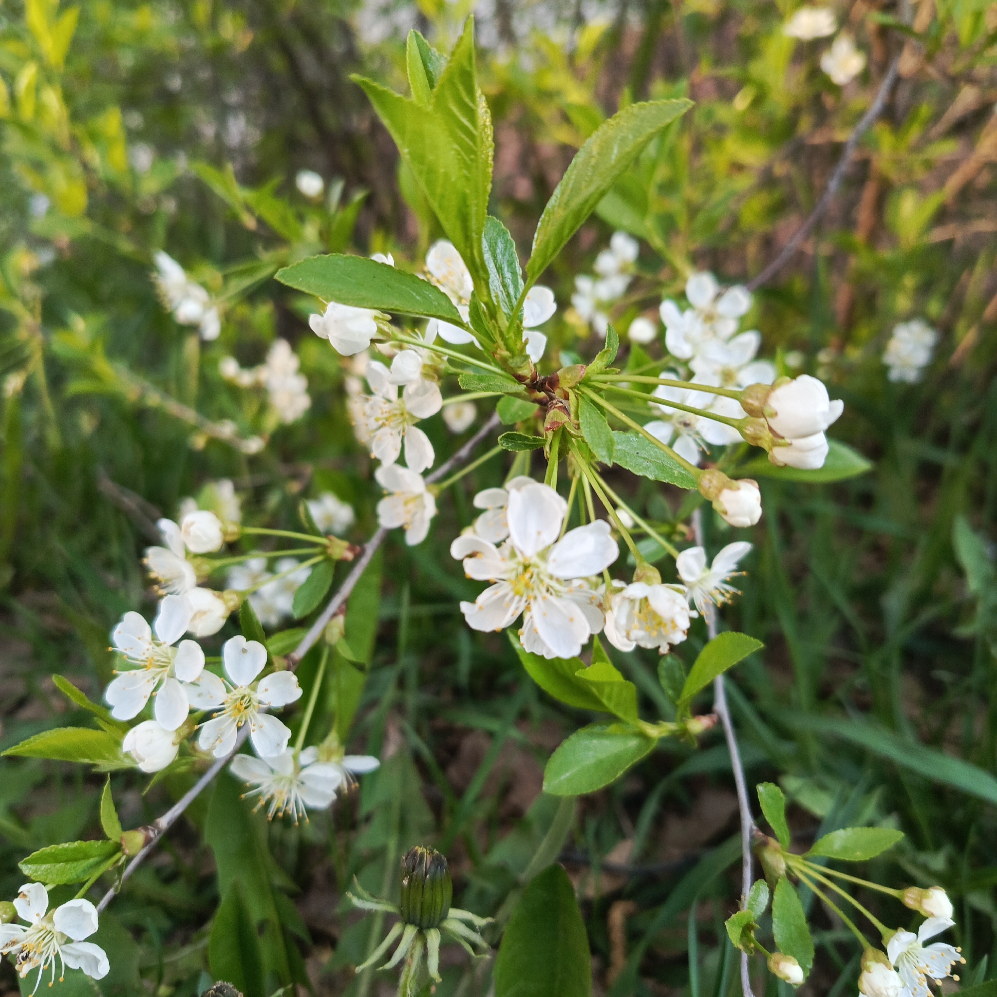 The image shows a close-up of flowering branches in a garden, likely in spring. The primary subject is a cluster of white blossoms, some fully open and others still in bud, interspersed with green leaves. The flowers have delicate petals and visible yellow stamens. The branches are slender and brown. The background is a mix of green vegetation, out of focus, suggesting a natural setting like a garden or park. The location is specified as the city of Chaikovsky, Russia. There are no people visible in the image. A dandelion is near the bottom center.