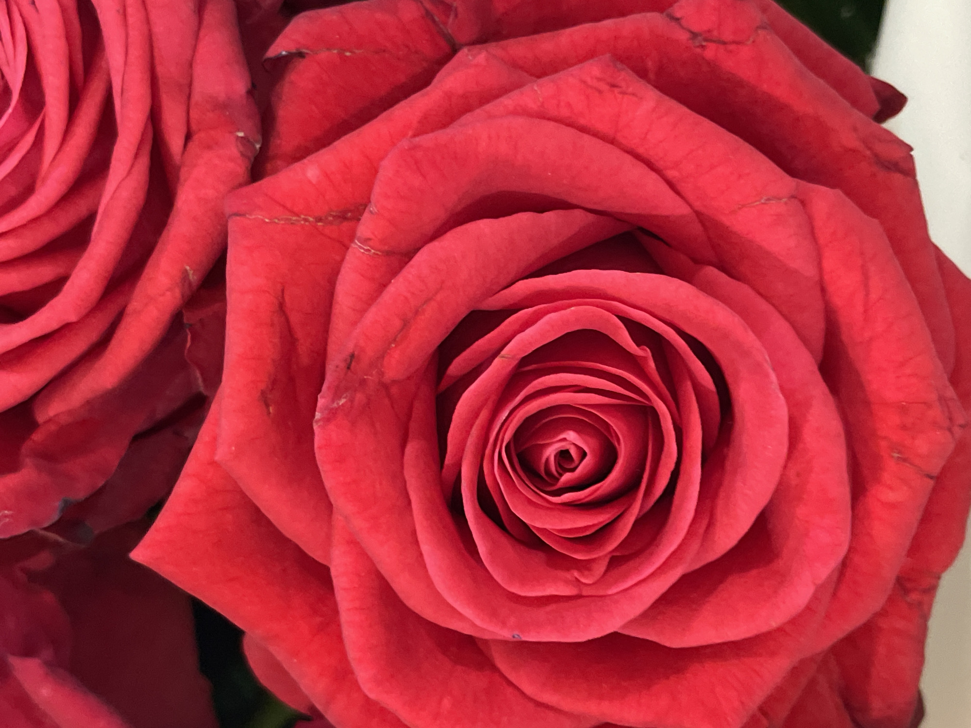 The image shows a close-up of two red roses. The rose on the right is fully open, displaying its spiraling petals. The rose on the left is partially visible. No people, subjects, objects, actions, interactions, or environment are shown that would indicate a specific location in Zav'yalovo, Russia, or any other location.