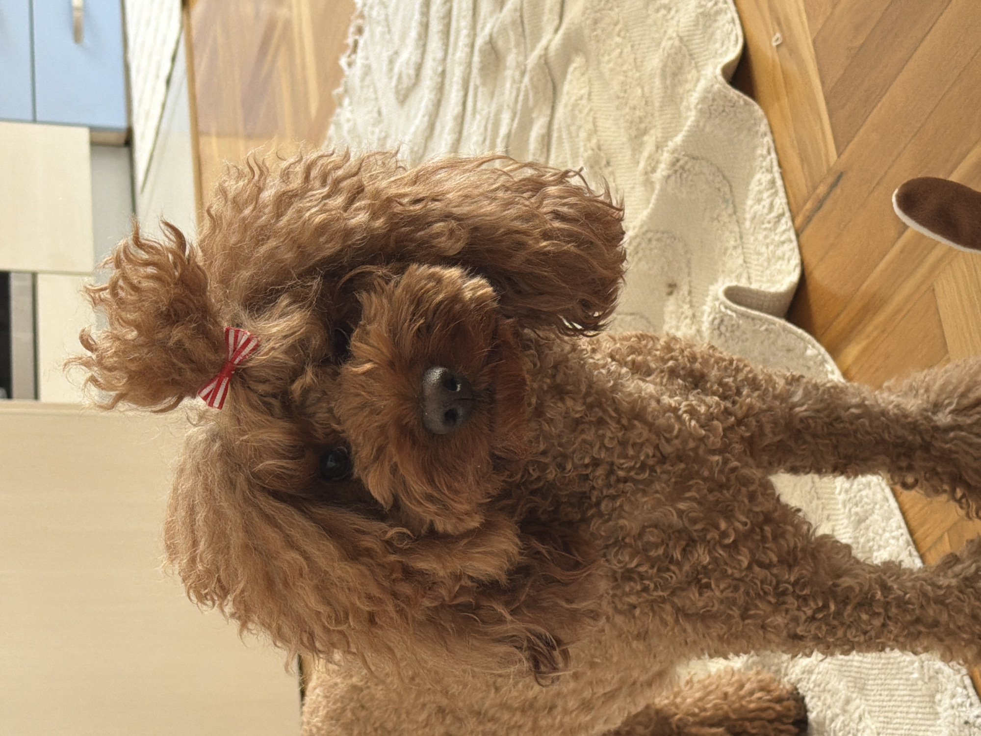 A brown poodle with a red and white striped bow in its fur stands on a hardwood floor, partially covered by a textured cream-colored rug. The poodle faces the camera with a head tilted slightly to the left. To the left of the dog is a light-colored wall and a cabinet. Boreti, Montenegro is not visible in this image.