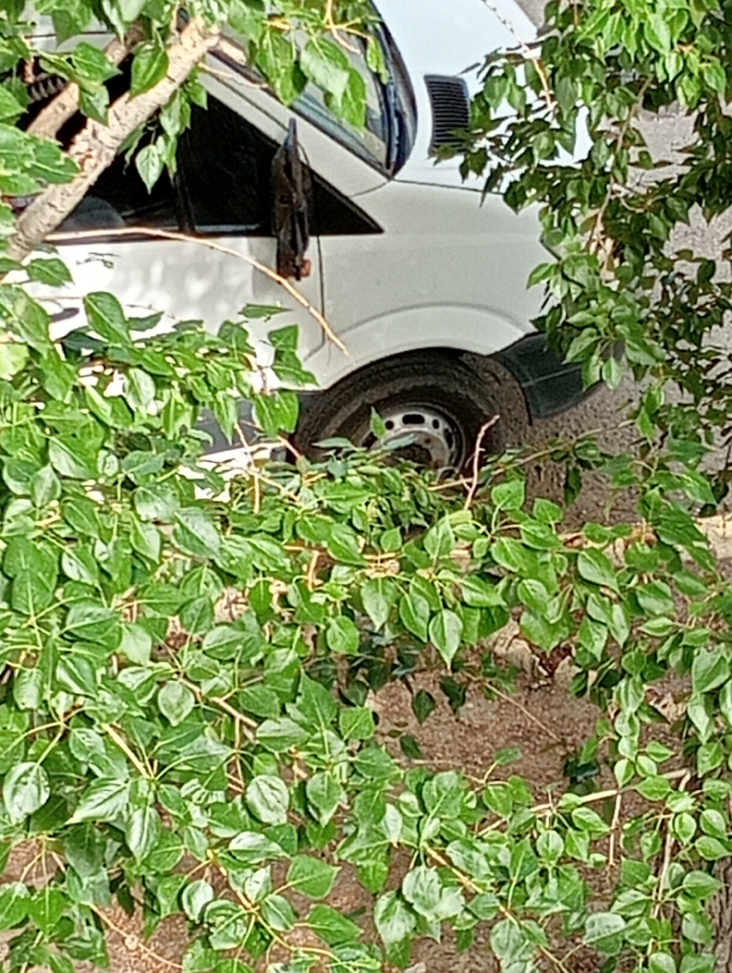 A white van is partially obscured by dense green foliage in an outdoor urban setting. The van's front passenger side is visible, including a tire and part of the body. The vegetation, consisting of leafy branches, hangs over the van and fills the foreground. The ground appears to be a gravelly or sandy surface. The scene is shot from a slightly elevated perspective looking down.