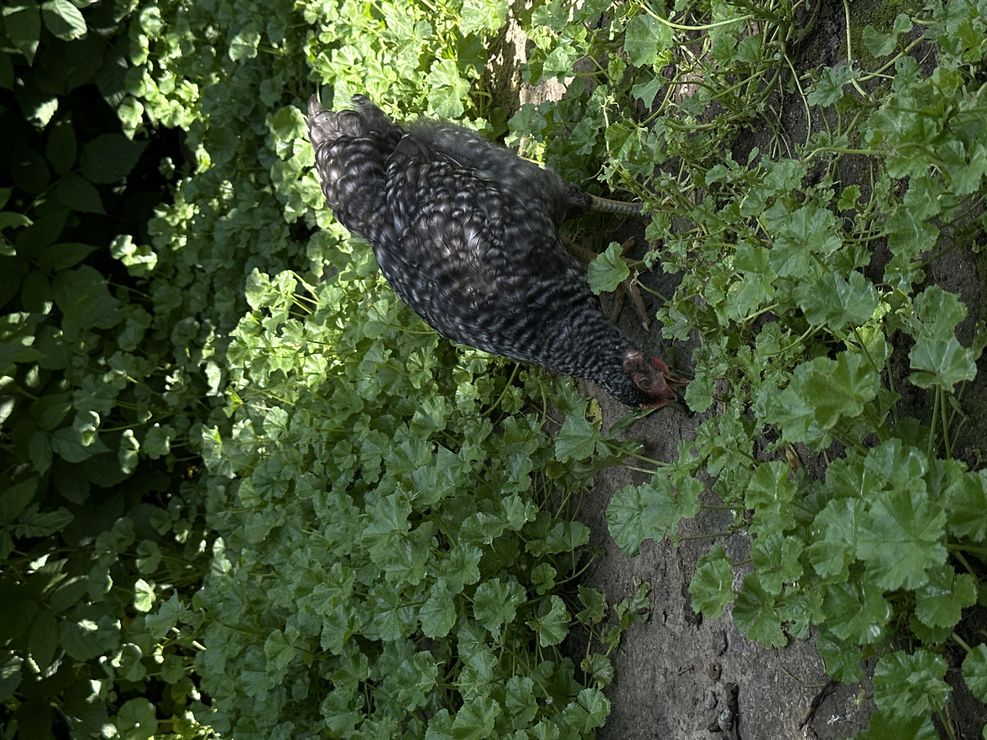 The image shows a black and white speckled chicken standing in lush green foliage. The chicken is positioned diagonally across the frame, with its head turned to the right, appearing to be pecking at the ground. Its feathers are a mix of dark gray and white, creating a barred pattern. The chicken's legs and feet are visible, with one leg bent and the other extended.
The setting is an outdoor area with dense green plants that have rounded, lobed leaves. The ground is a mix of dirt and some larger stones or roots. Sunlight filters through the leaves, creating dappled shadows on the ground and the chicken. The overall impression is of a natural, overgrown environment. The lighting suggests it is daytime, likely sunny. There is no visible text in the image.