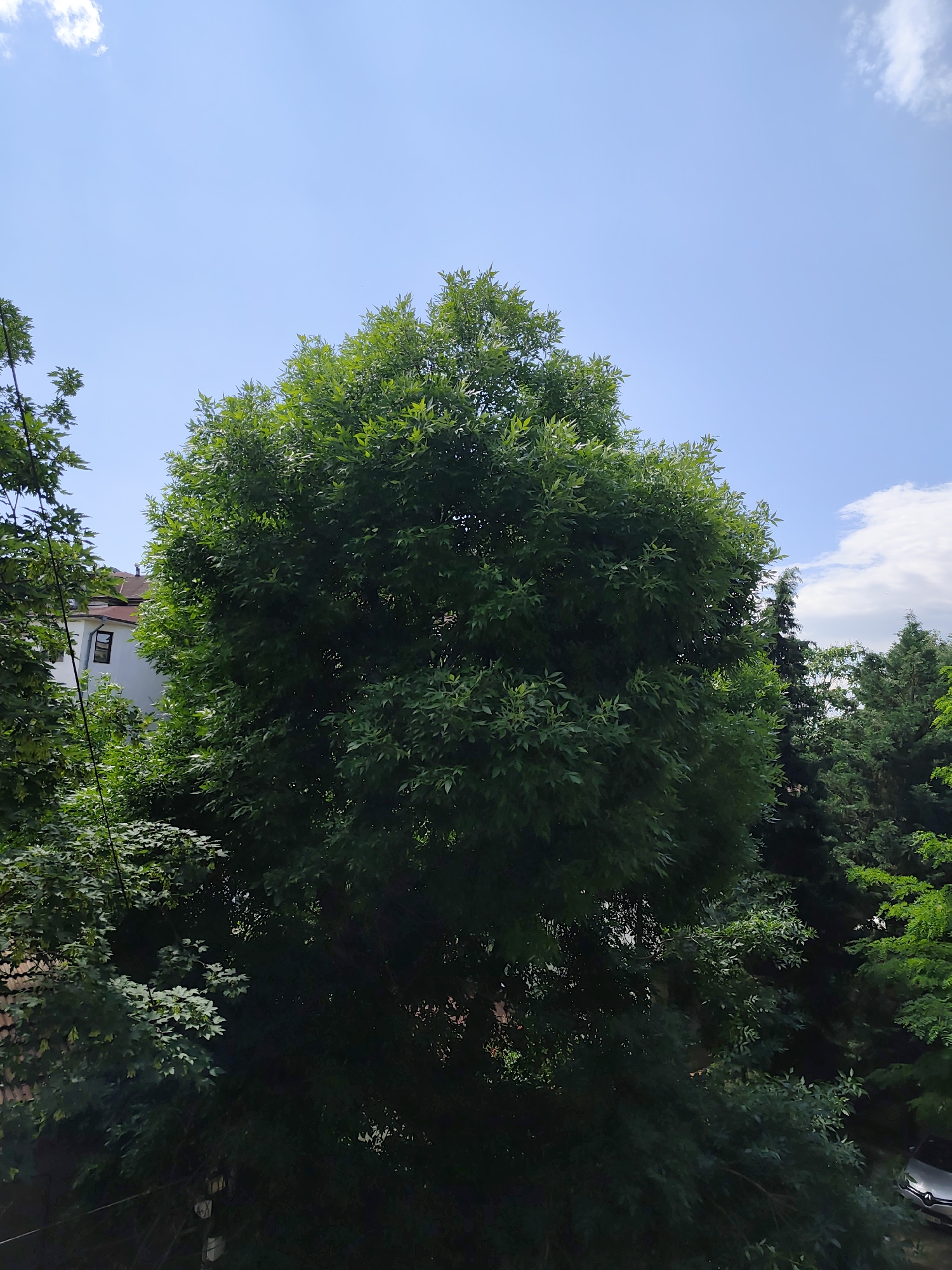 The image depicts a verdant, densely treed residential area in Pazardzhik, Bulgaria, viewed under a bright, partly cloudy sky. The foreground and mid-ground are dominated by a variety of mature trees with lush green foliage. A large, round-canopied deciduous tree with vibrant green leaves occupies the central and right portions of the frame, its crown extending high into the blue sky. To the left, another tree with lighter green leaves partially obscures a white building featuring a reddish-brown tiled roof and a distinct dark-framed window. A thin, dark cable or power line descends vertically near this building. Behind the central tree, several dark green conifer trees with pointed forms are visible, contrasting with the lighter deciduous foliage. The lower sections of the image are filled with dense, shaded undergrowth and the trunks of various trees. In the bottom right corner, partially visible through the foliage, is the front section of a light-colored car, including its grille and part of the hood, suggesting a Renault due to the emblem's shape. The sky, which forms the upper third of the image, is a clear, bright blue with a small, wispy white cloud in the upper left corner and a larger cluster of white and gray clouds on the right side. No individuals or animals are present in the scene.