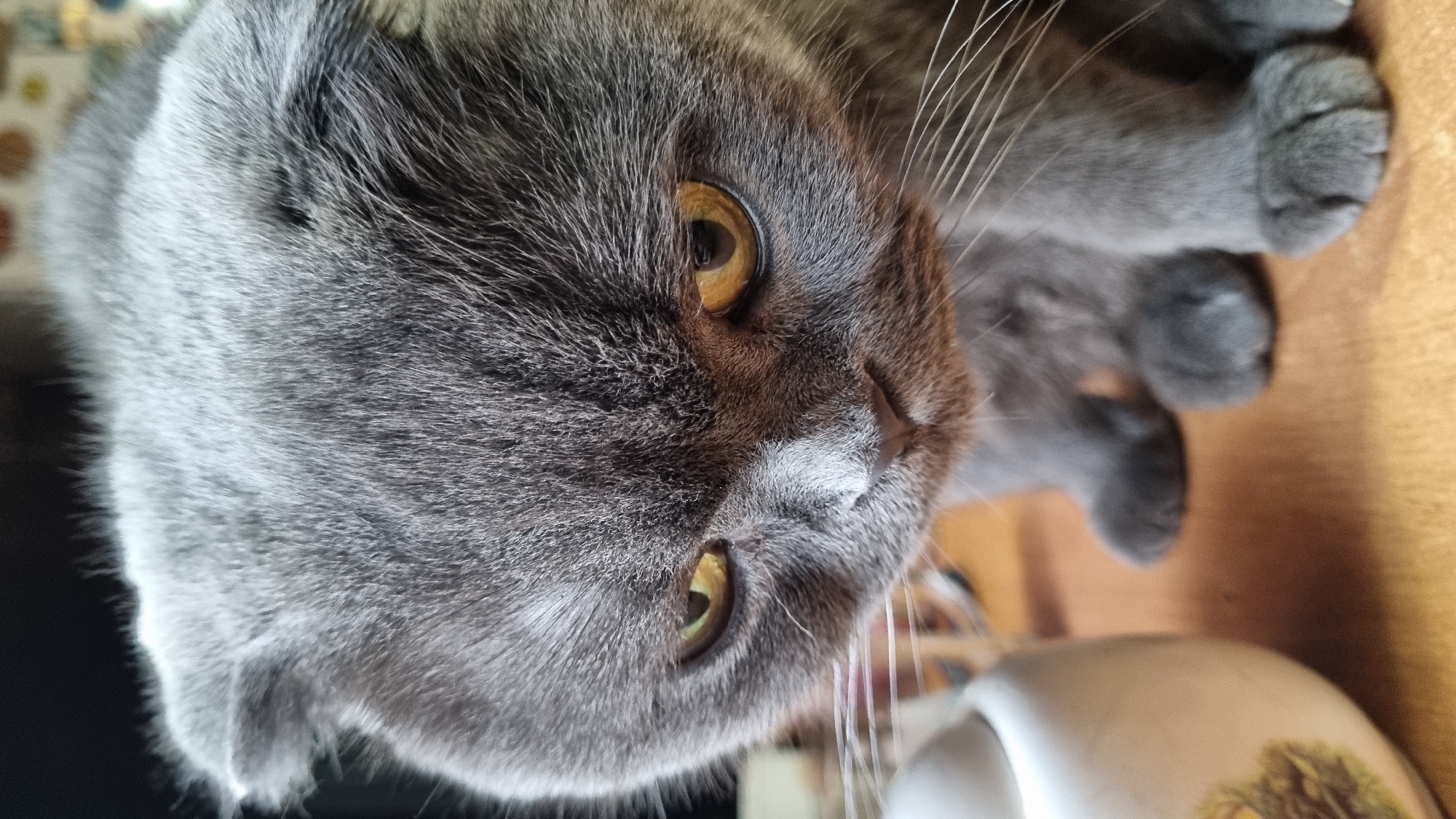 A close-up, eye-level shot captures a gray Scottish Fold cat's face. The cat is looking down with a serious expression, its amber eyes slightly narrowed and its ears folded. Its fur is short and dense, and its whiskers are prominent. The background is blurred, but a light-colored ceramic object is visible to the left. The cat is sitting on a wooden surface. There is no discernible location in the city of Vysokoe, Russia.