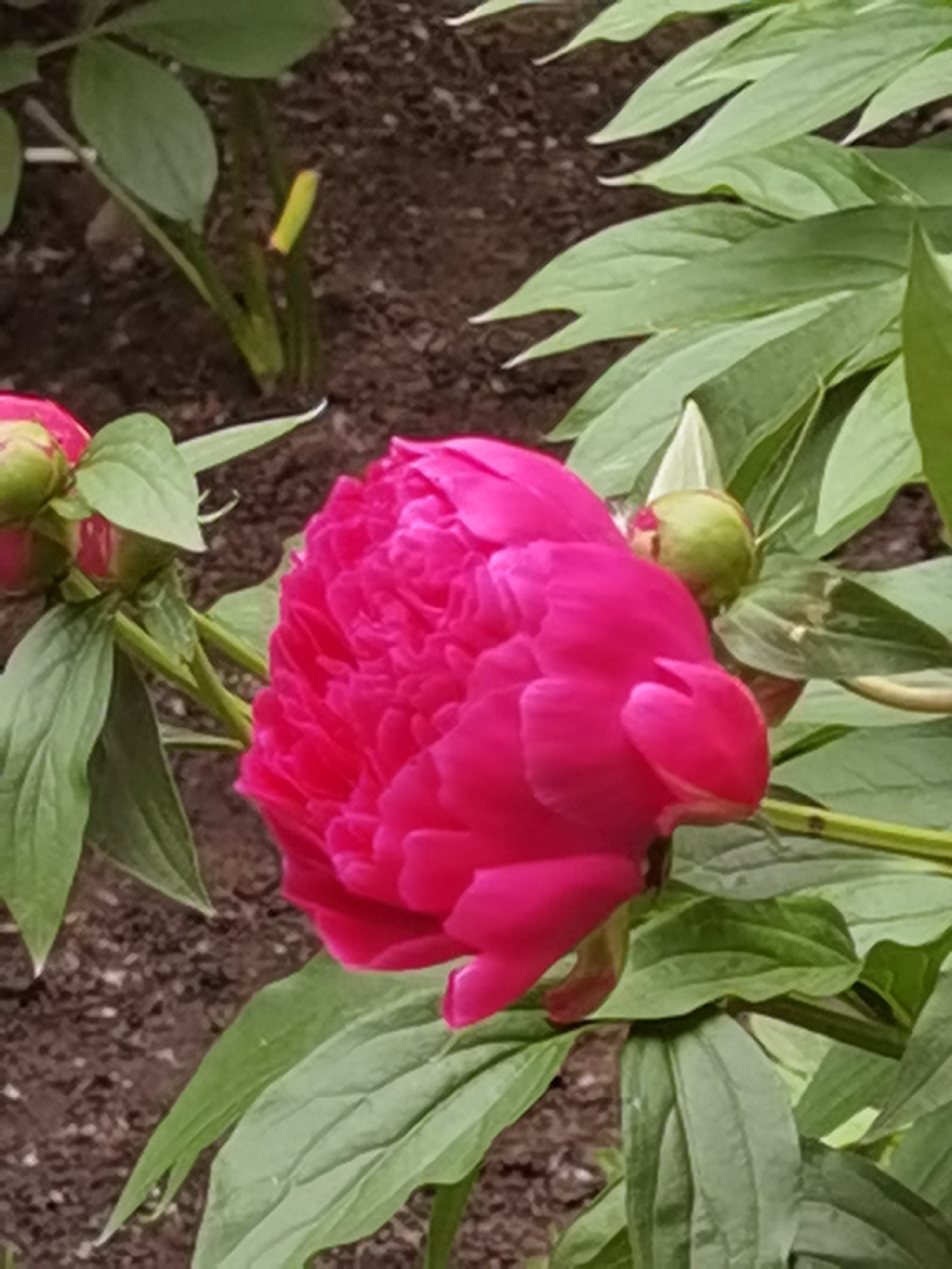 The image shows a close-up of a vibrant pink peony flower and its green leaves, with dark soil in the background. The flower is in full bloom, with many delicate petals. Several green buds are also visible, some starting to open. The leaves are lush and textured. The setting appears to be a garden or park in Chaikovsky, Russia, likely during the spring or summer bloom season. There are no people or animals in the image.
