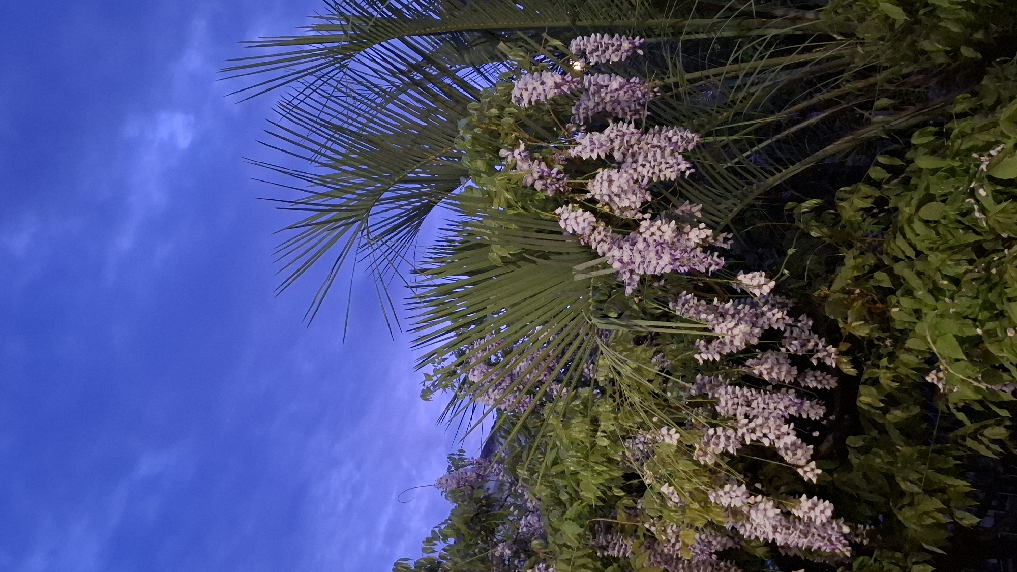 The image, oriented vertically, captures a lush natural scene against a deep blue sky, suggesting dusk or early evening. The sky, which occupies a significant portion of the frame, displays a rich, saturated blue hue with faint, wispy clouds scattered across it.
The primary subjects are diverse plant life. Large, fan-like fronds of a palm tree extend from the top-left and right, its green leaves catching some ambient light while largely appearing silhouetted. Cascading prominently through the center and right side of the image are abundant clusters of light purple to pink flowers, densely packed and likely belonging to a flowering vine such as wisteria. These blooms provide a vibrant contrast to the surrounding greenery and the dark sky. Below these flowers and to the right, dense masses of dark green leaves form a lush, textured background.
No people or identifiable man-made objects are visible, and no specific activity or event is taking place; the scene is a tranquil natural landscape. The lighting implies ambient illumination, possibly from artificial sources nearby, highlighting the flowers and some leaves against the darkening sky. The overall impression is one of a serene evening in a verdant, perhaps subtropical, location, consistent with Budva, Montenegro. No text is present in the image.