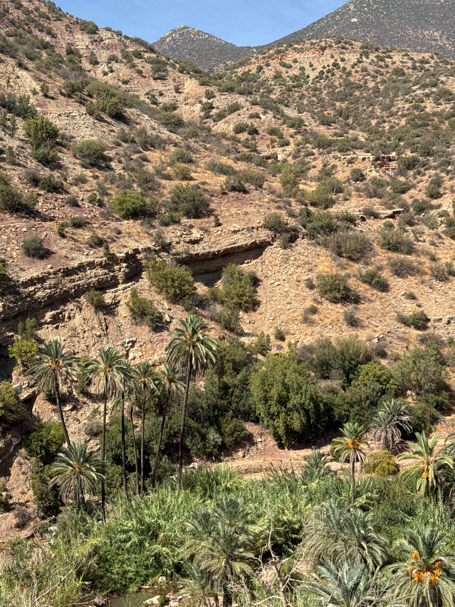 The image shows a steep, rocky mountainside covered in sparse vegetation. The terrain is characterized by layers of rock and scree, with scattered bushes and small trees clinging to the slopes. In the foreground, a lush green valley is visible, filled with palm trees and dense undergrowth, suggesting a water source. The sky is clear and blue. This scene appears to be an oasis or a fertile area within a mountainous desert landscape. The location is identified as Aqesri, Morocco.
