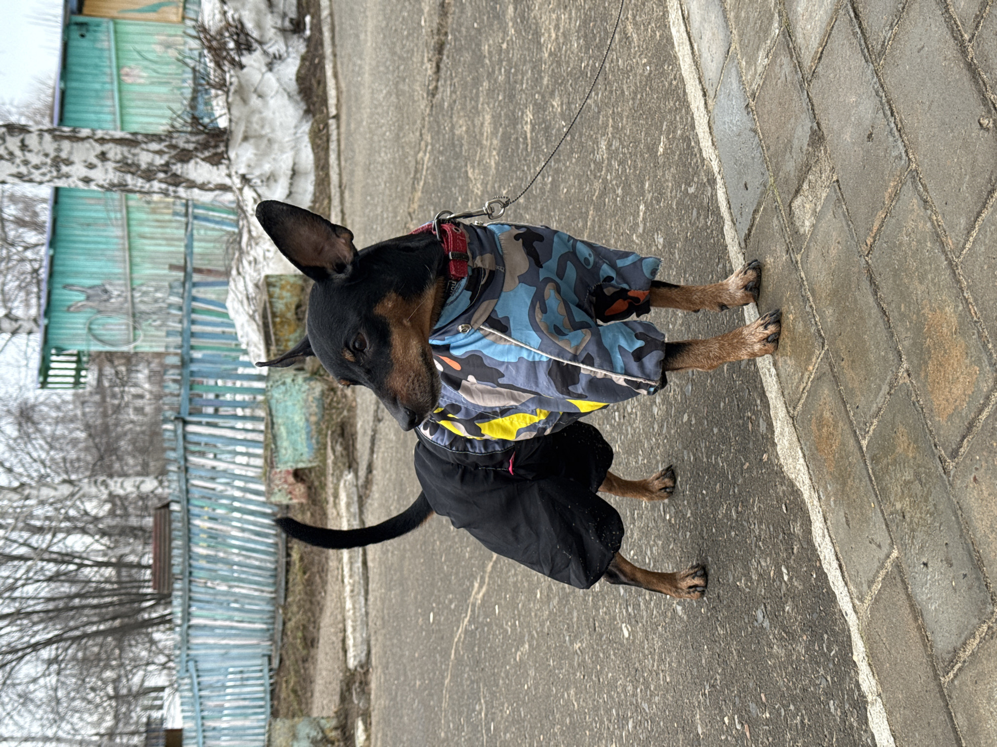 A full-body shot depicts a tan and black dog with a long tail, wearing a blue, black, yellow, and white camouflage jacket with black pants, standing on a cracked gray cement sidewalk. The dog has a red collar attached to a leash and is facing toward the left side of the image. In the background, there is a partially-visible blue and green wooden fence, a birch tree, snow patches on the ground, and a blurred green building. The location may be Chaikovsky, Russia.