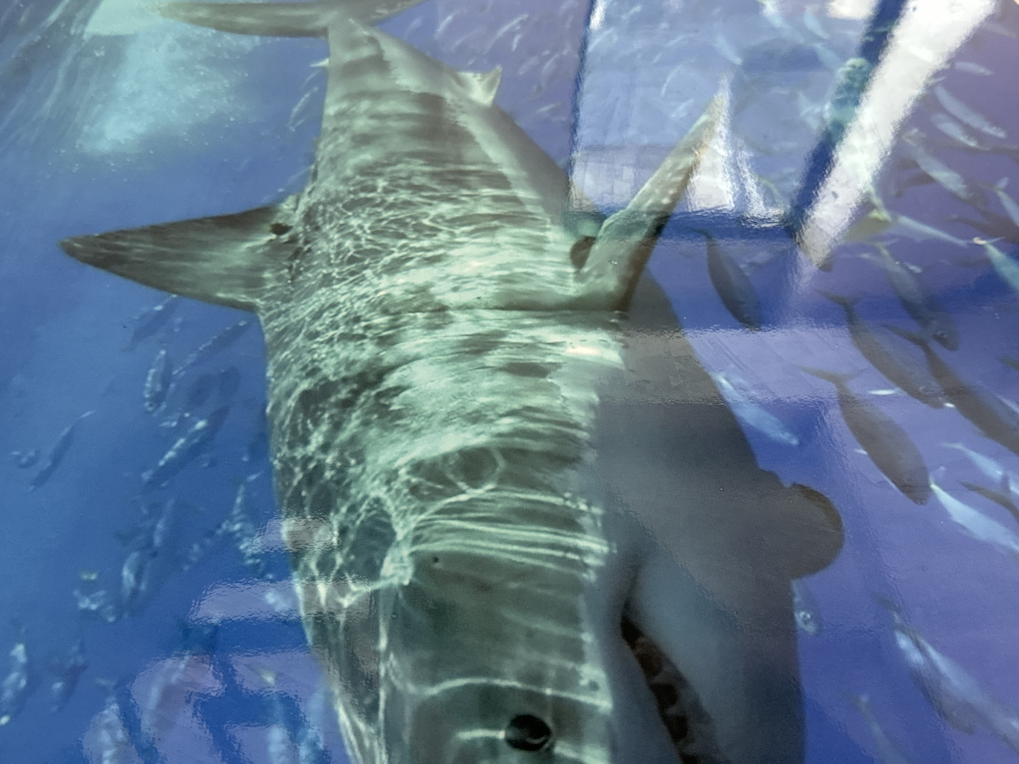 The image shows a large shark surrounded by smaller fish, seemingly in an aquarium or exhibit. The scene is underwater, with blue hues dominating the background. Light reflects off the shark's body, creating a shimmering effect. Based on the context provided, it is likely a display or artwork located in Davao City, Philippines. The shark is the central subject, with numerous smaller fish swimming around it. The details suggest a carefully constructed display aimed at educating or entertaining viewers about marine life.
