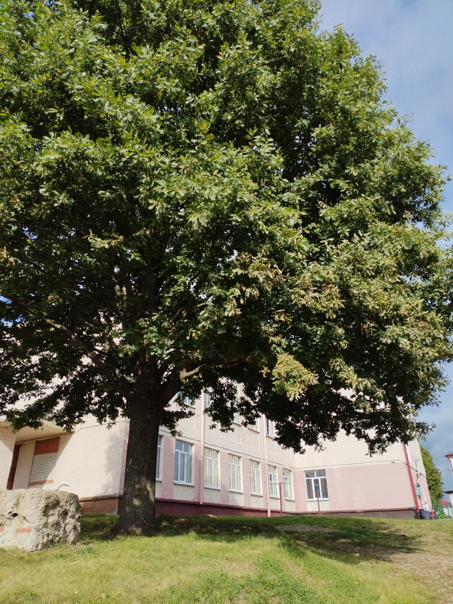 This is a medium-shot, full-color, vertical photograph of a large, mature oak tree in front of a pink and white brick building. The tree's dense green foliage dominates the upper portion of the image, with its trunk and lower branches visible in the foreground. The building, which appears to be a school or administrative building, has numerous windows and a dark pink trim along its base. A large, rough concrete block sits on the grassy embankment to the left of the tree. The ground is covered in green grass, and the sky is a clear blue with some clouds. Bicycles are visible in the background on the right side of the building. The scene is located in Bialynichy, Belarus.