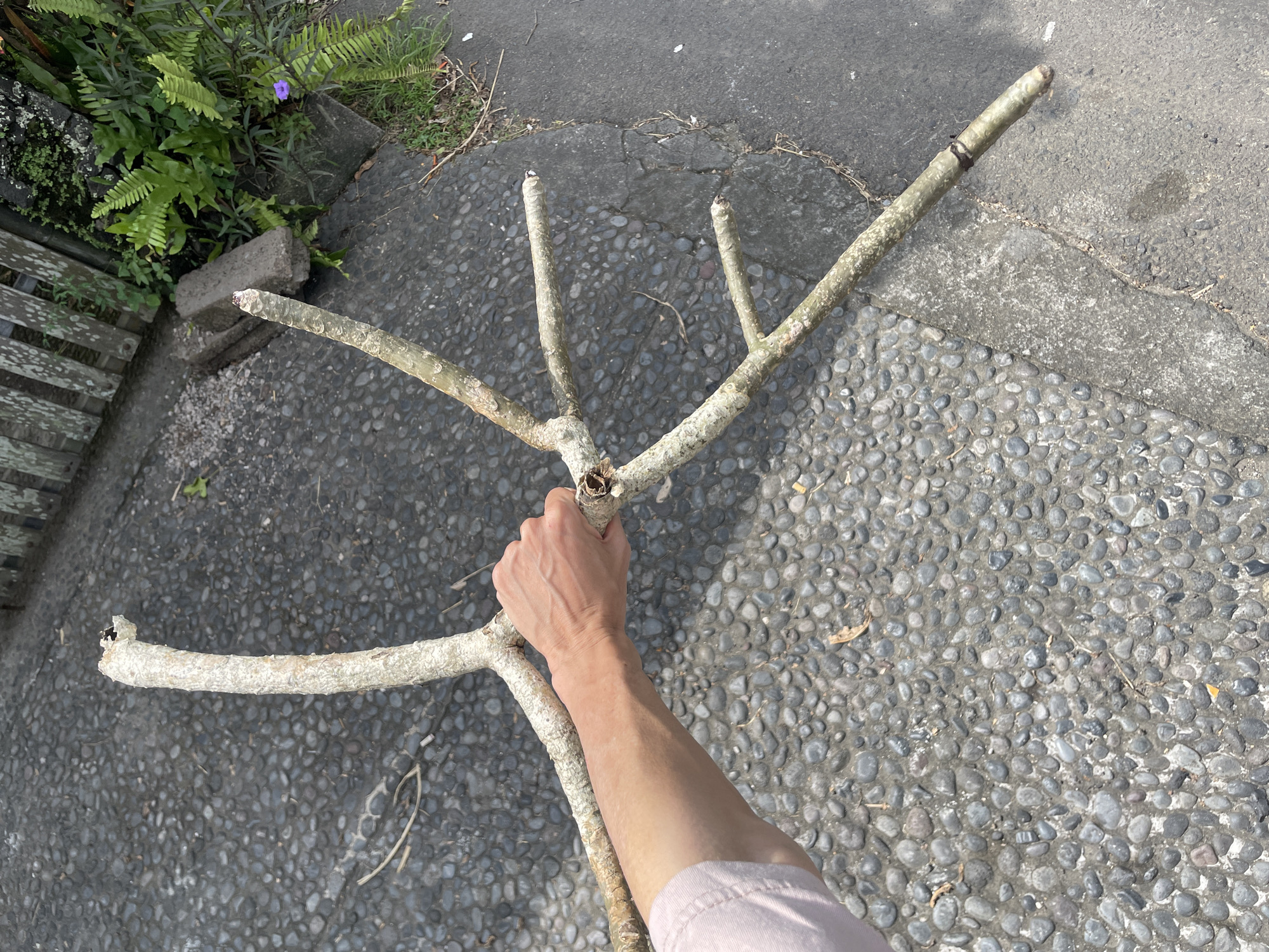 An arm and hand hold a tree branch against a background of cobblestone pavement. The branch has several offshoots creating a rake-like appearance. In the upper left corner, green foliage grows near a short wooden fence. The location is Ubud District, Indonesia.