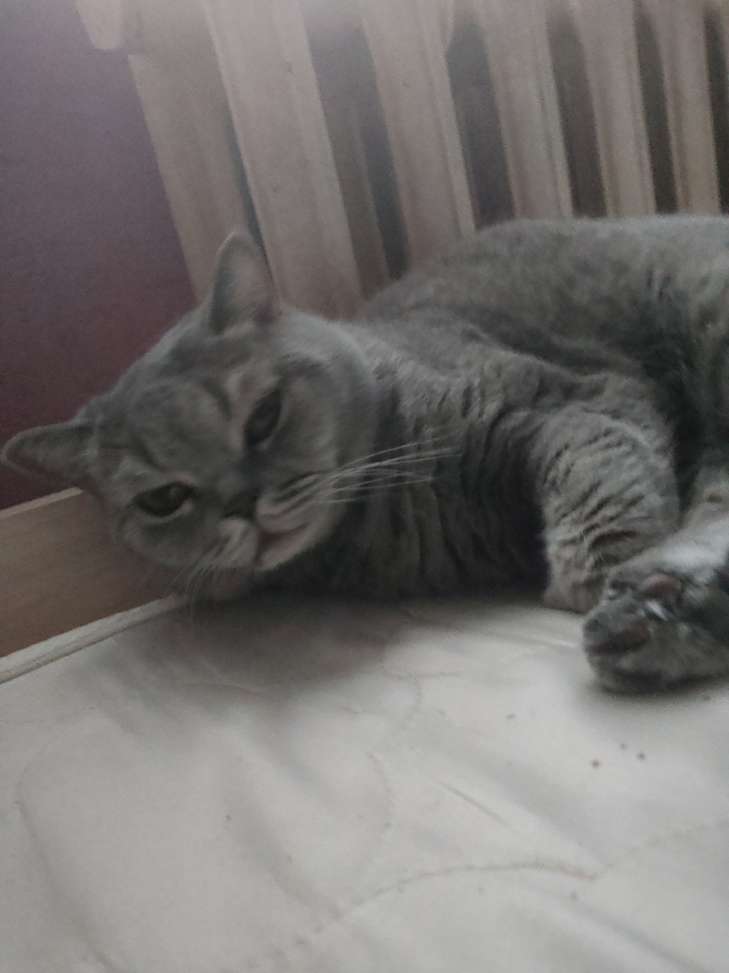 The image shows a grey cat lying down on a light-colored, possibly padded surface. The cat is in focus and appears to be a British Shorthair, characterized by its round face and thick fur. Its eyes are partially closed, giving it a sleepy or relaxed appearance. The background is blurred but suggests an indoor setting with vertical elements that could be blinds or a radiator. The lighting is soft, indicating it might be daytime with diffused light coming from a window. The overall mood is tranquil.