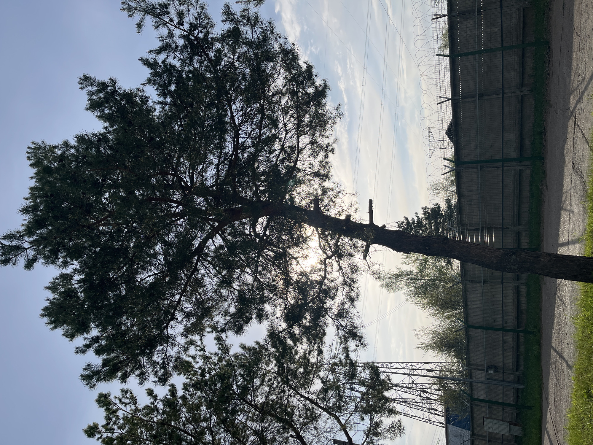 A pine tree dominates the foreground, its branches extending towards a pale, overcast sky. Beyond the tree, a high concrete wall topped with barbed wire stretches along the right side of the frame. Power lines crisscross the sky. The image was taken in the city of Chaikovsky, Russia.