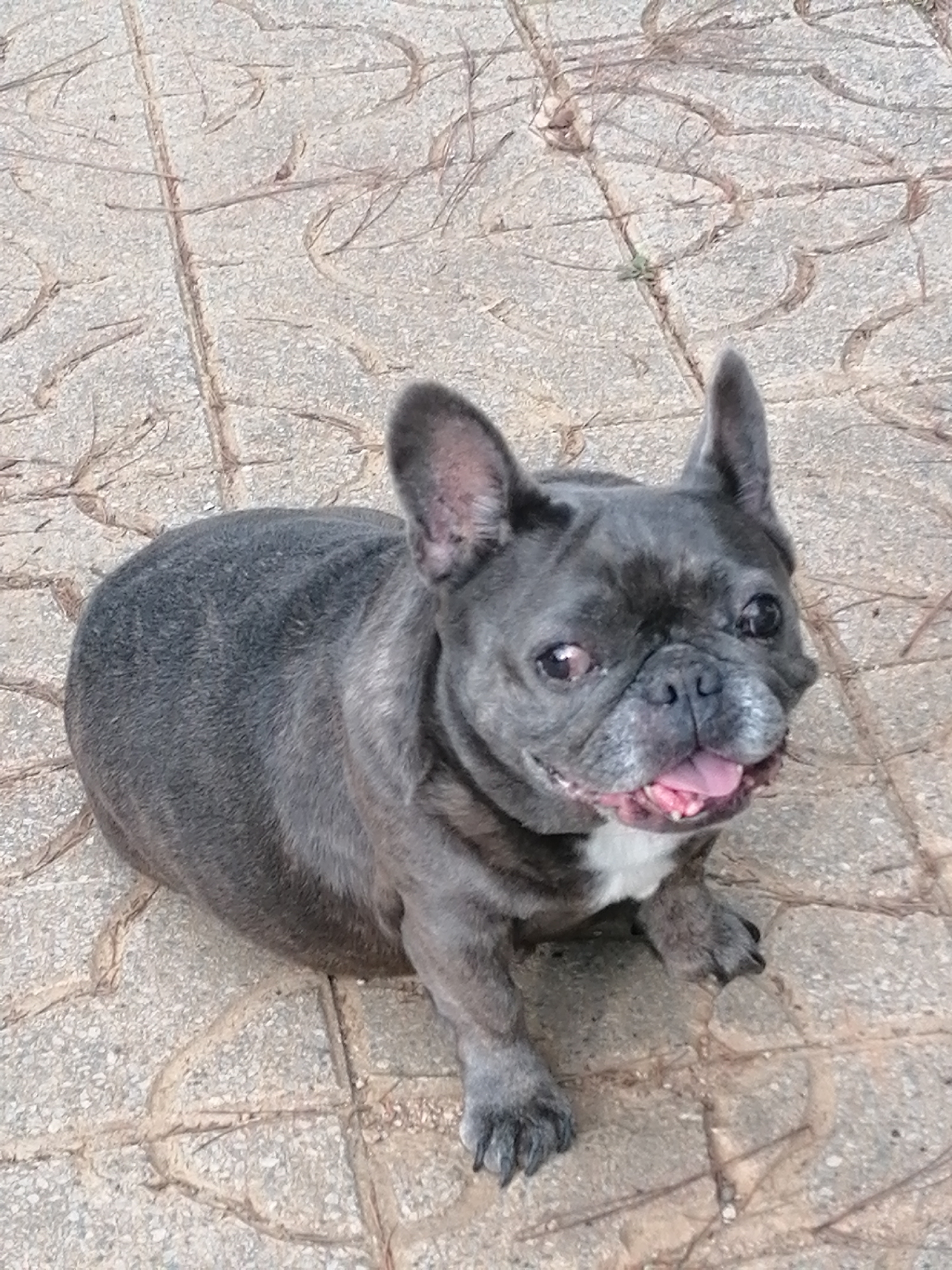 An adult French Bulldog, with grey brindle fur and white markings on its chest, is sitting on a paved ground with visible lines and scattered debris. The dog is looking up and slightly to the right, with its tongue hanging out and mouth open. The ground appears to be made of square concrete tiles. The image was captured at 11:01 AM on April 27, 2024. The location is identified as Da Lat, Vietnam.