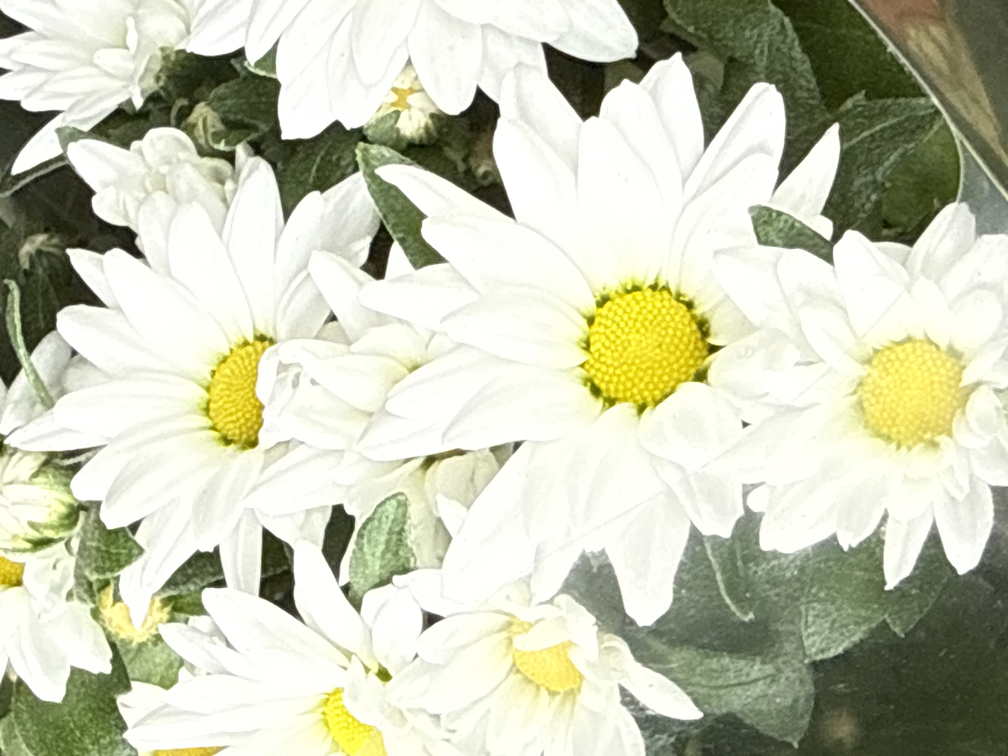 A close-up, overhead shot captures a bouquet of white daisies with bright yellow centers. The flowers are densely packed, with their petals overlapping and creating a soft, layered texture. Some of the daisies are fully bloomed, while others appear to be in earlier stages of development, with tightly furled petals. Lush green foliage serves as a backdrop, providing a contrast to the delicate white and yellow hues of the flowers. The lighting is soft and diffused, highlighting the natural beauty of the blossoms. The image appears to have been taken indoors, perhaps at a flower shop or a home, and does not contain any specific environmental clues to pinpoint its exact location within Bad Sachsa, Germany.